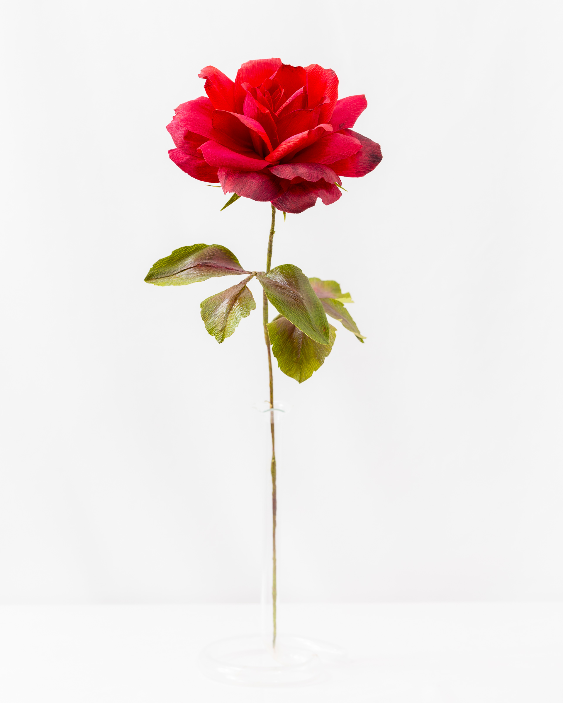 Rose (Mr. Lincoln)
