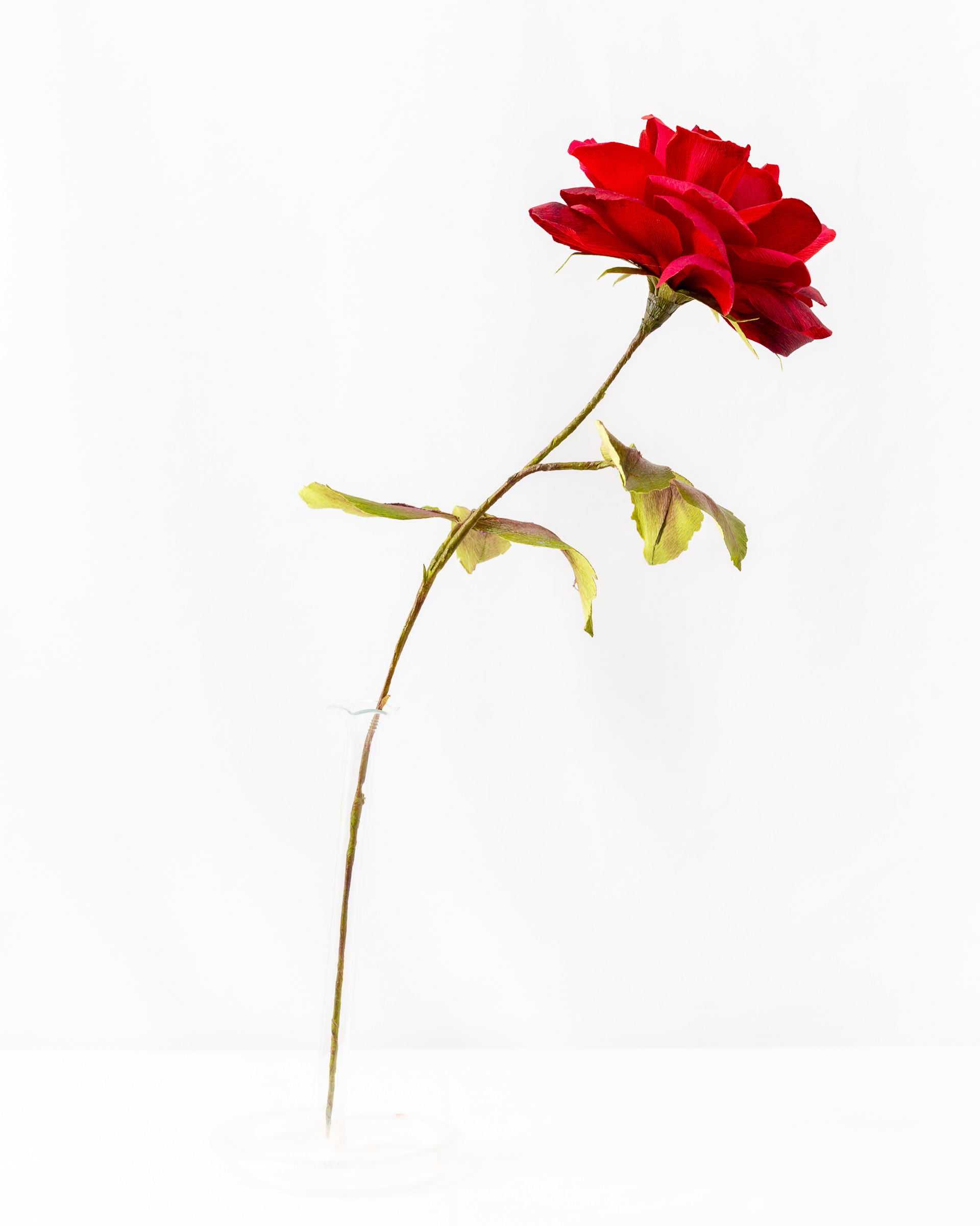 Rose (Mr. Lincoln) - Image 2