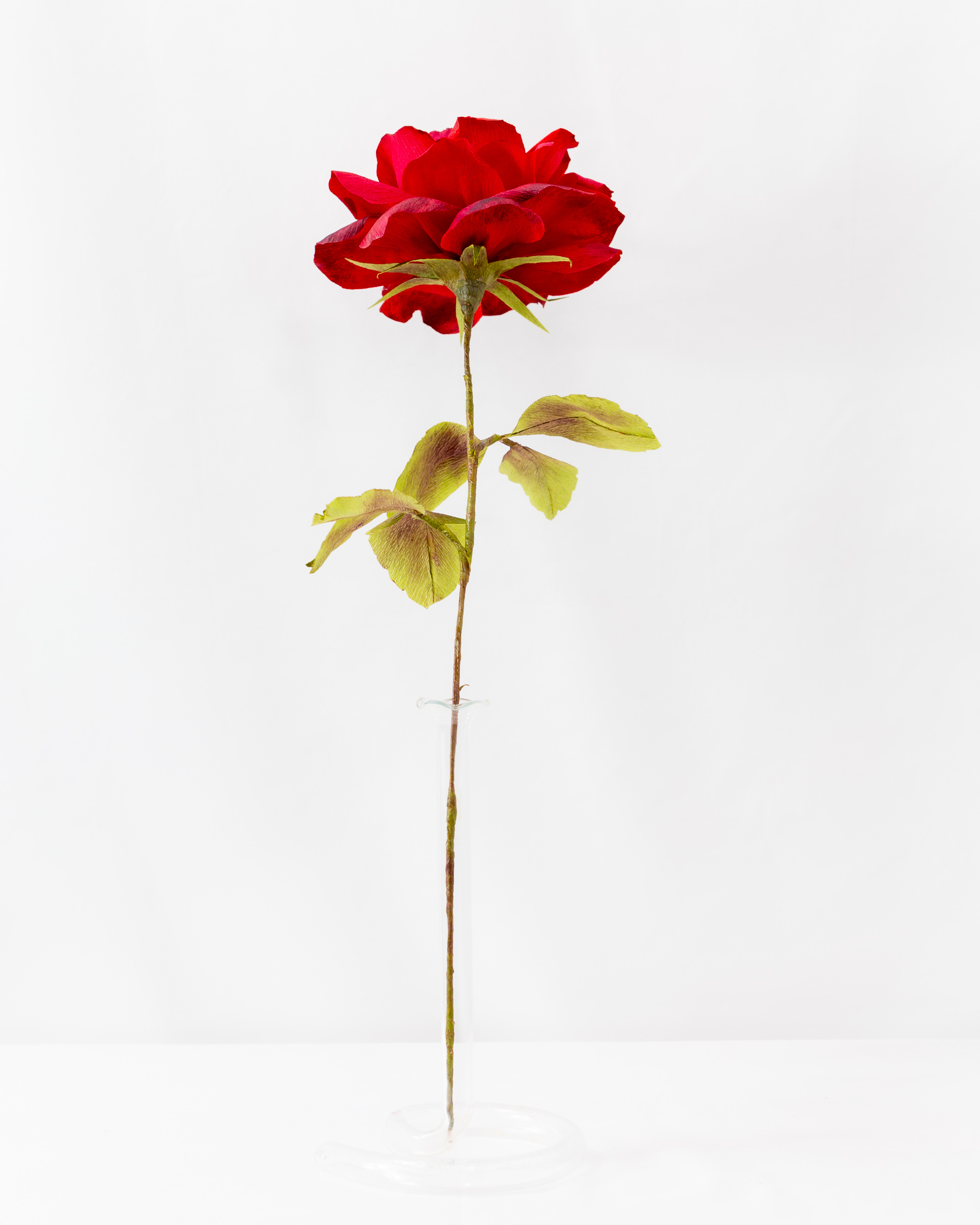 Rose (Mr. Lincoln) - Image 3