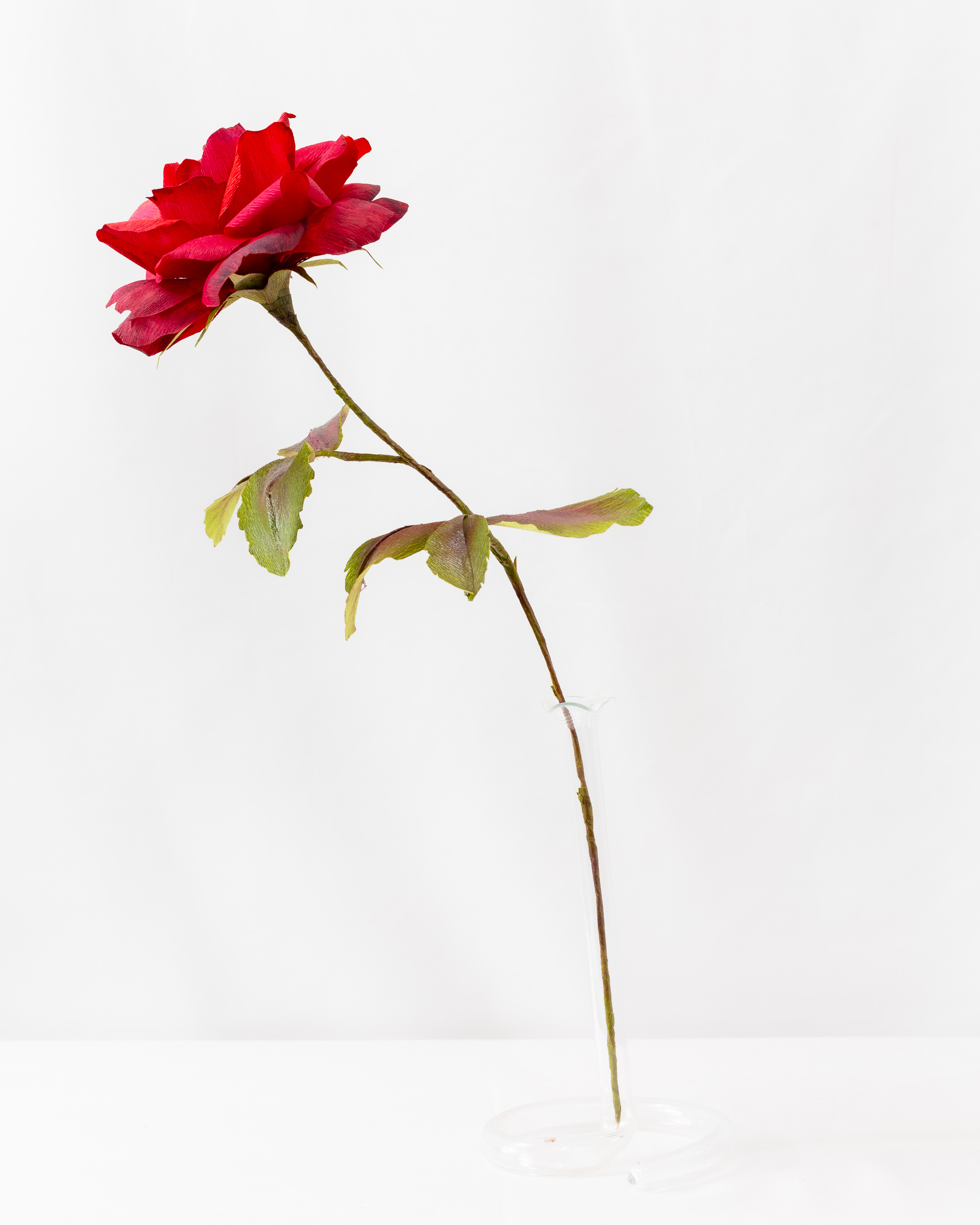 Rose (Mr. Lincoln) - Image 4