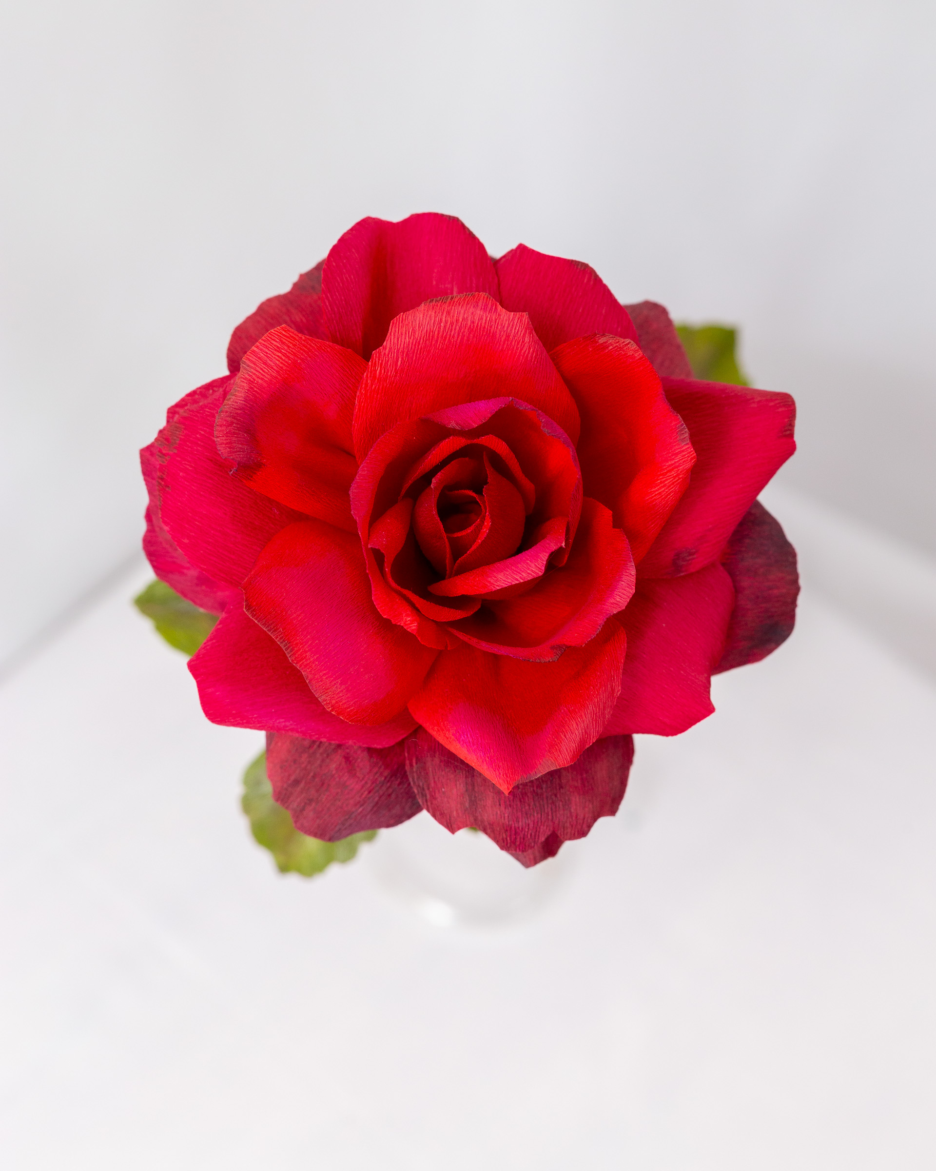 Rose (Mr. Lincoln) - Image 5