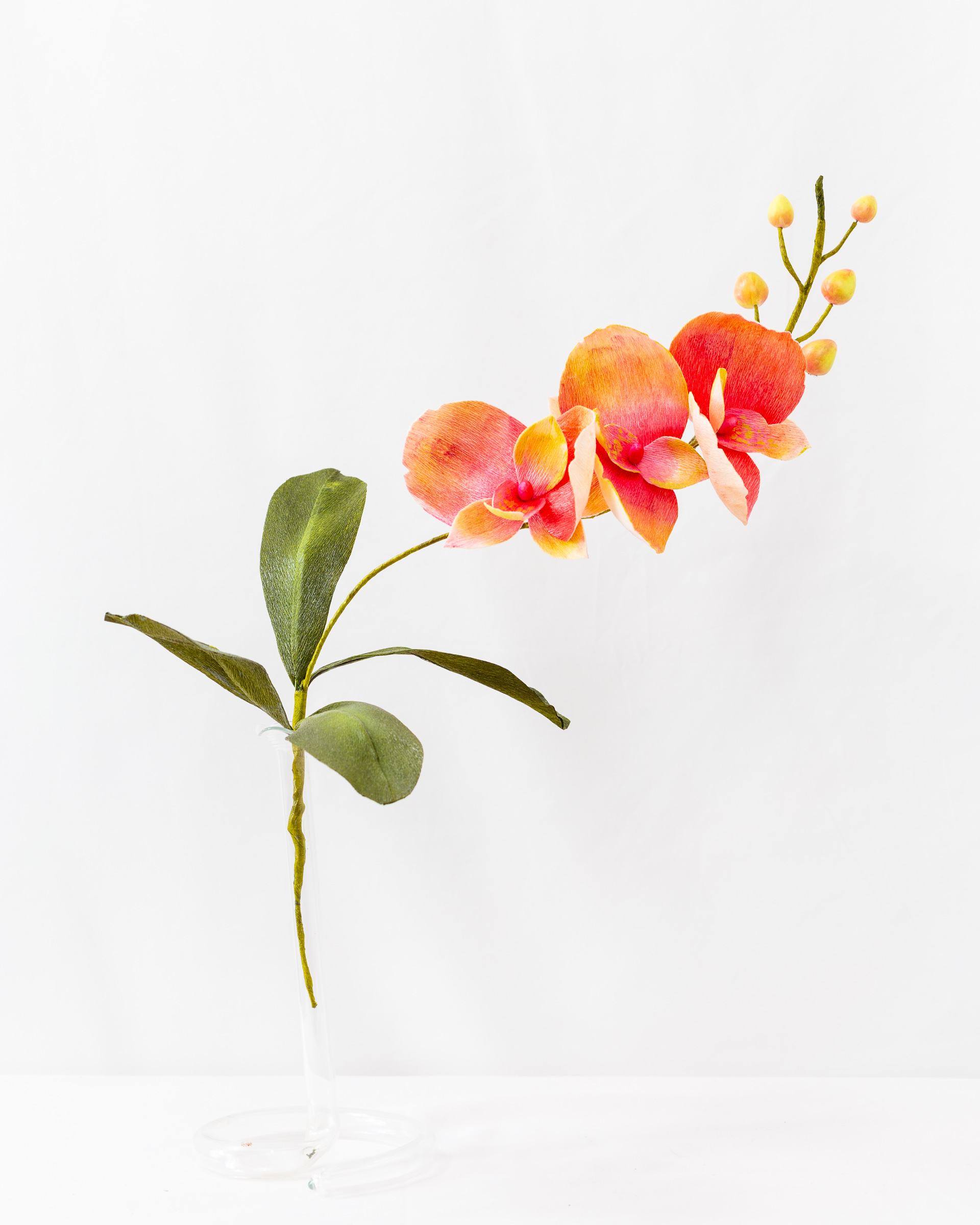 Orchid (Phalaenopsis)