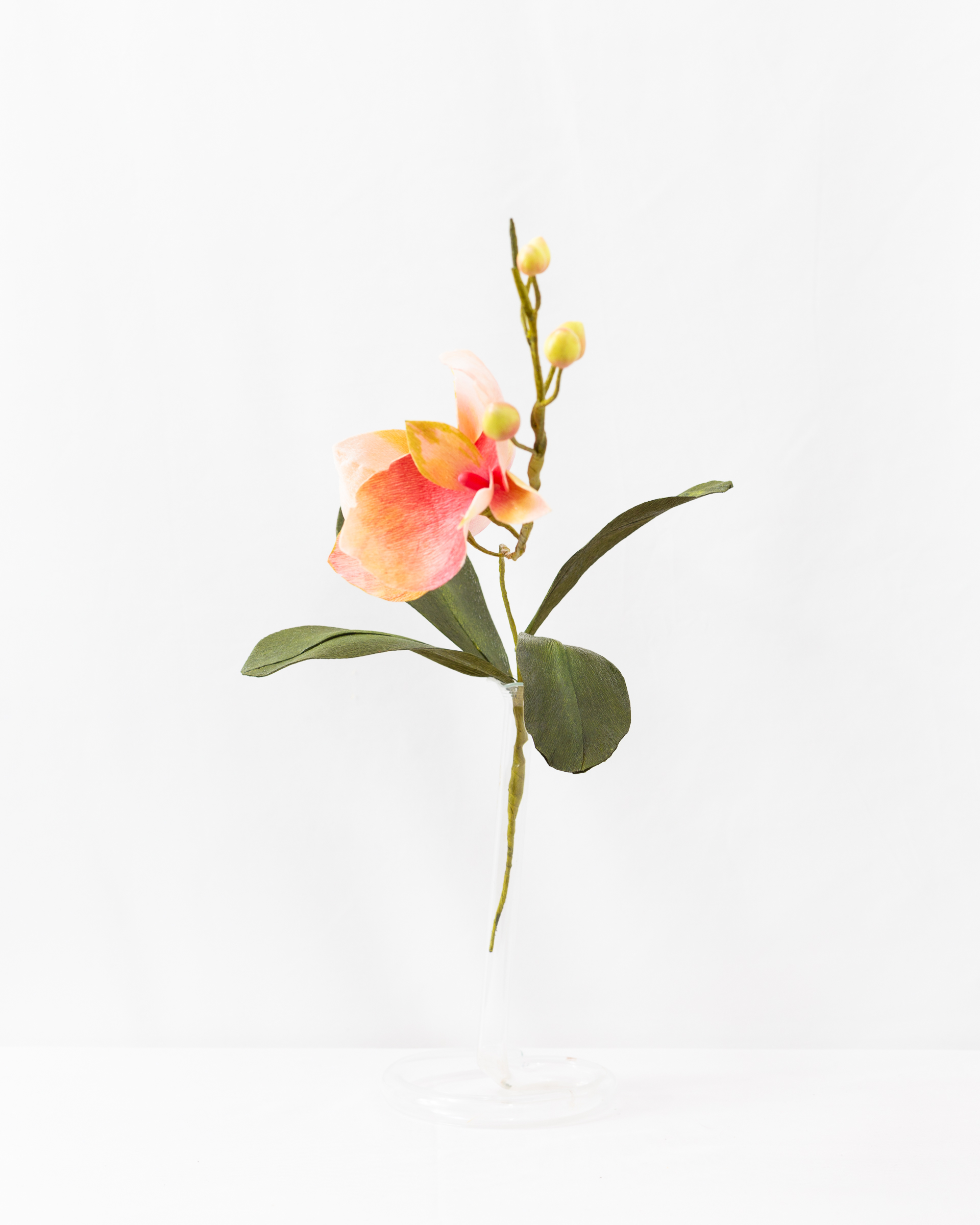 Orchid (Phalaenopsis) - Image 2
