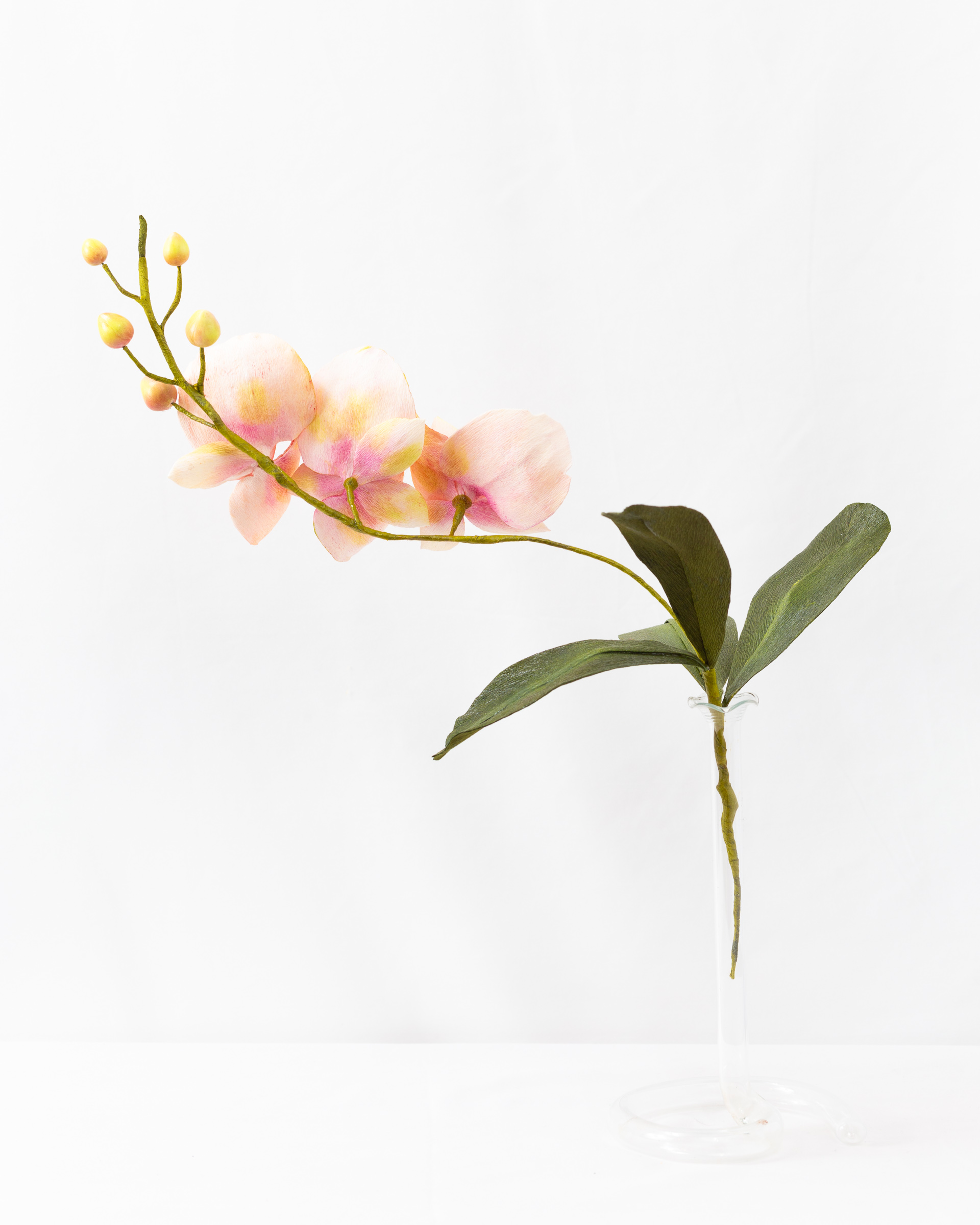 Orchid (Phalaenopsis) - Image 3