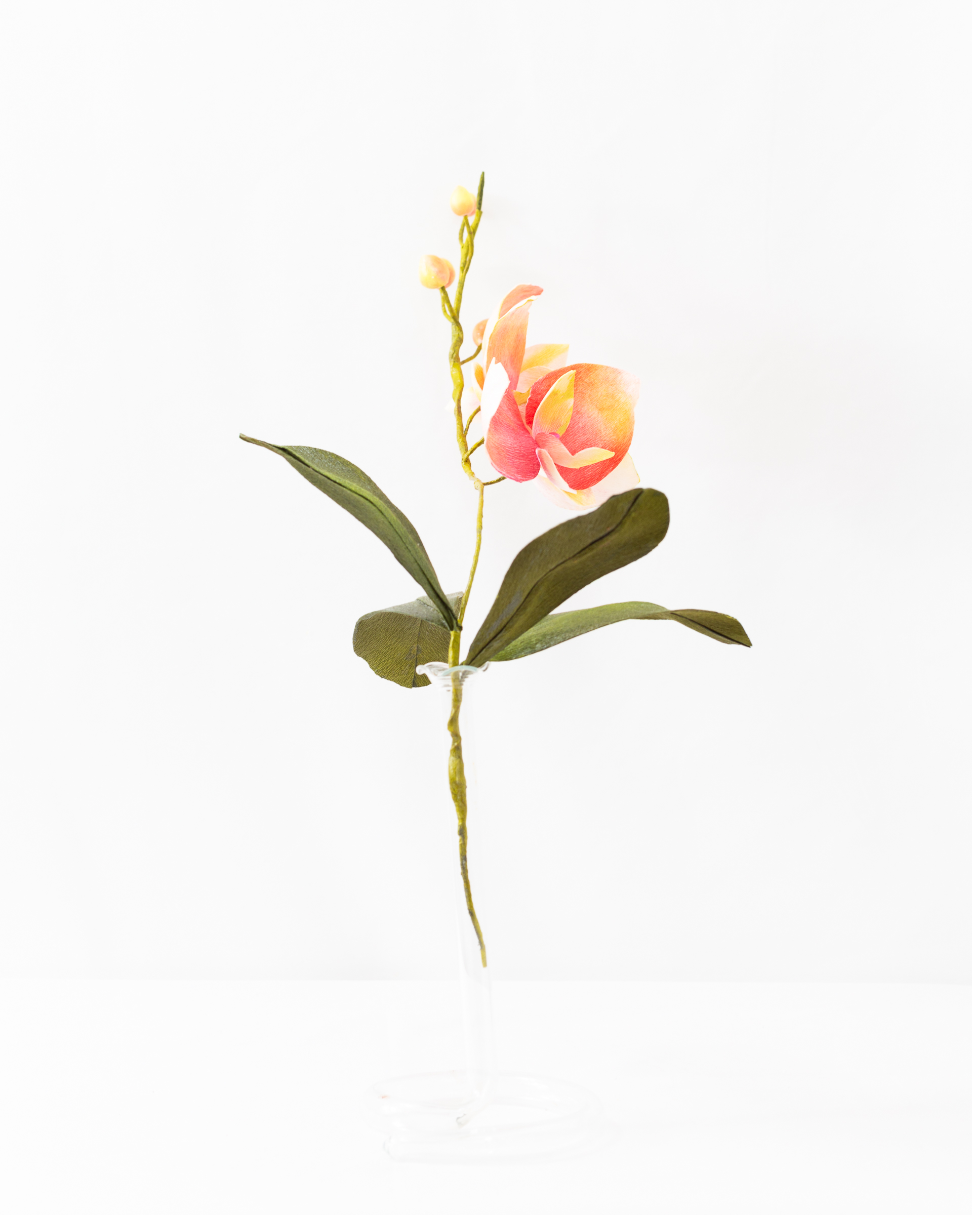 Orchid (Phalaenopsis) - Image 4