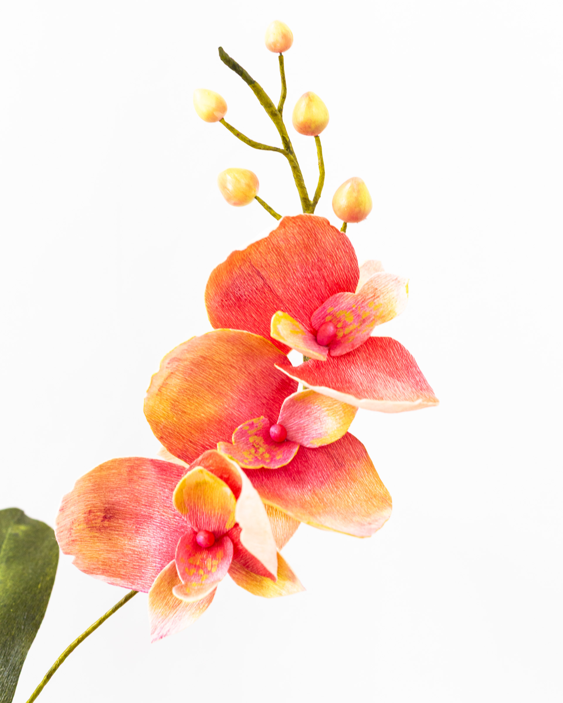 Orchid (Phalaenopsis) - Image 5
