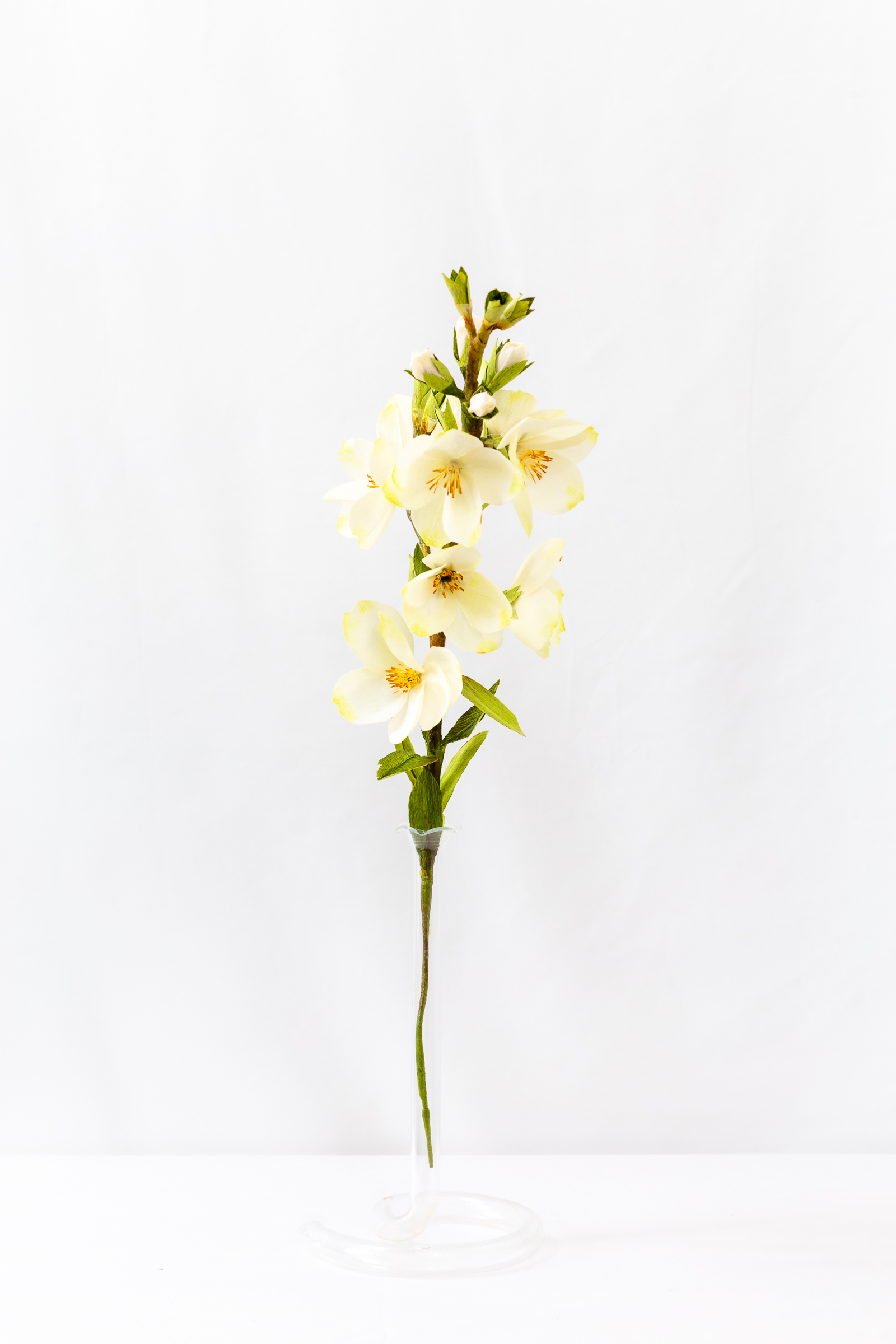 Mock Orange (Budding)
