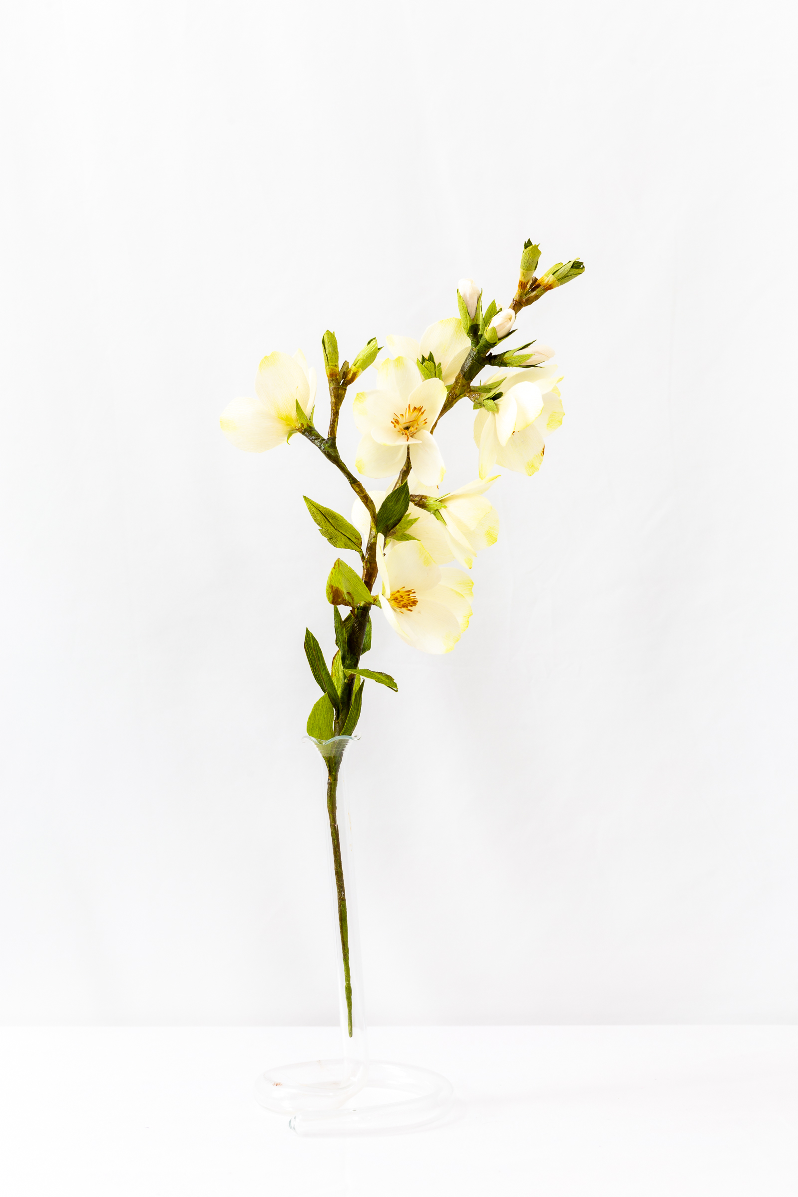 Mock Orange (Budding) - Image 2