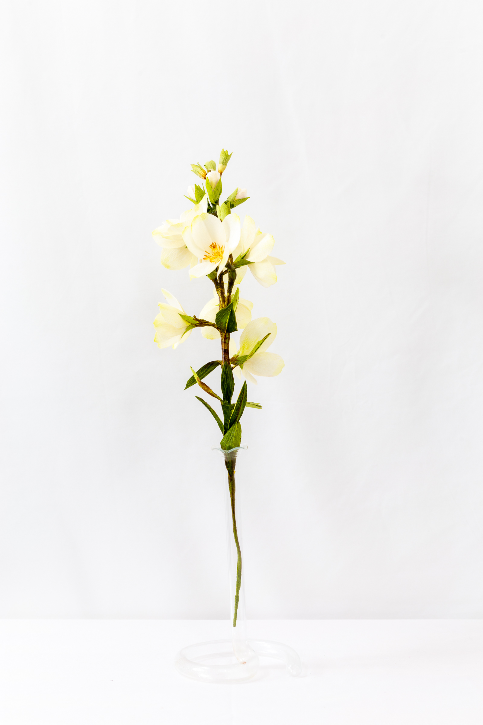 Mock Orange (Budding) - Image 3