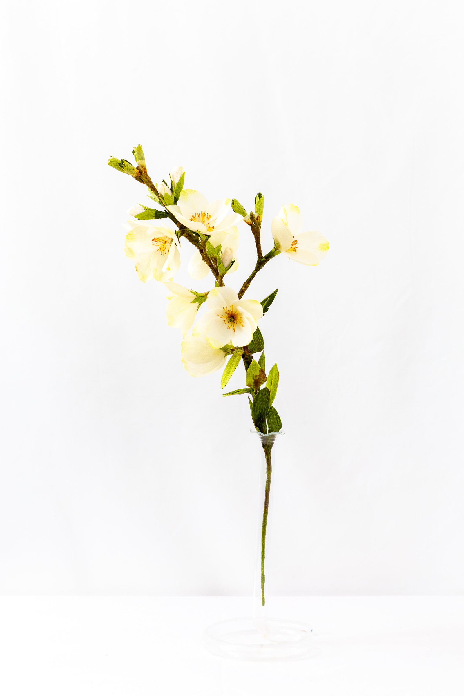 Mock Orange (Budding) - Image 4