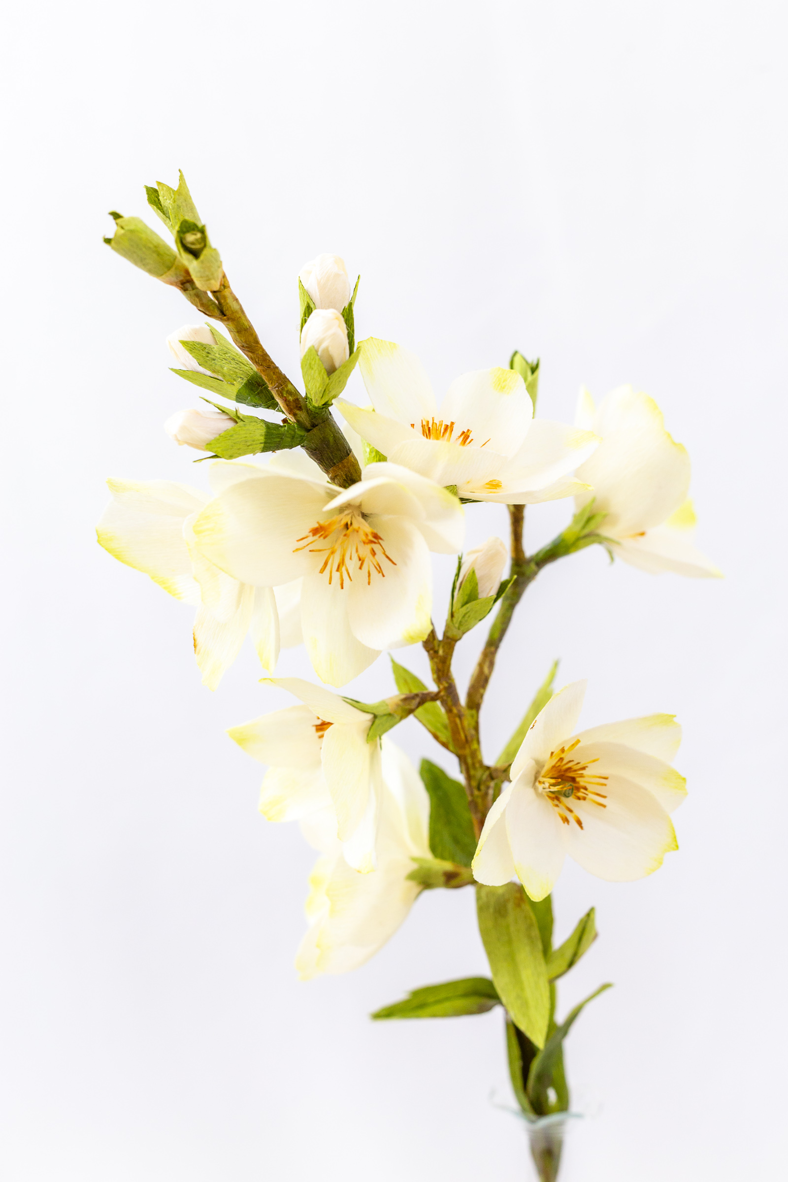 Mock Orange (Budding) - Image 5