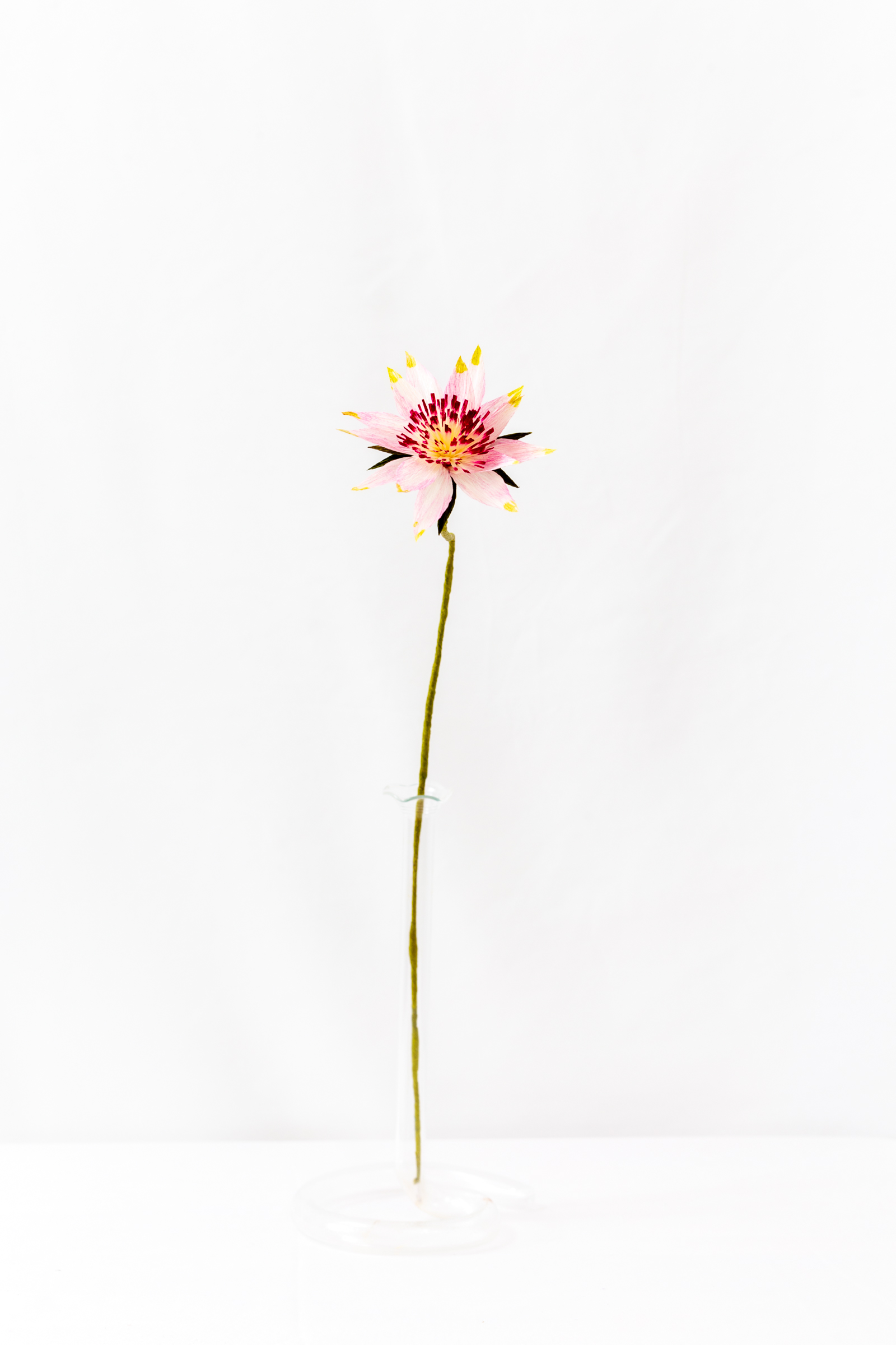 Astrantia (Single)