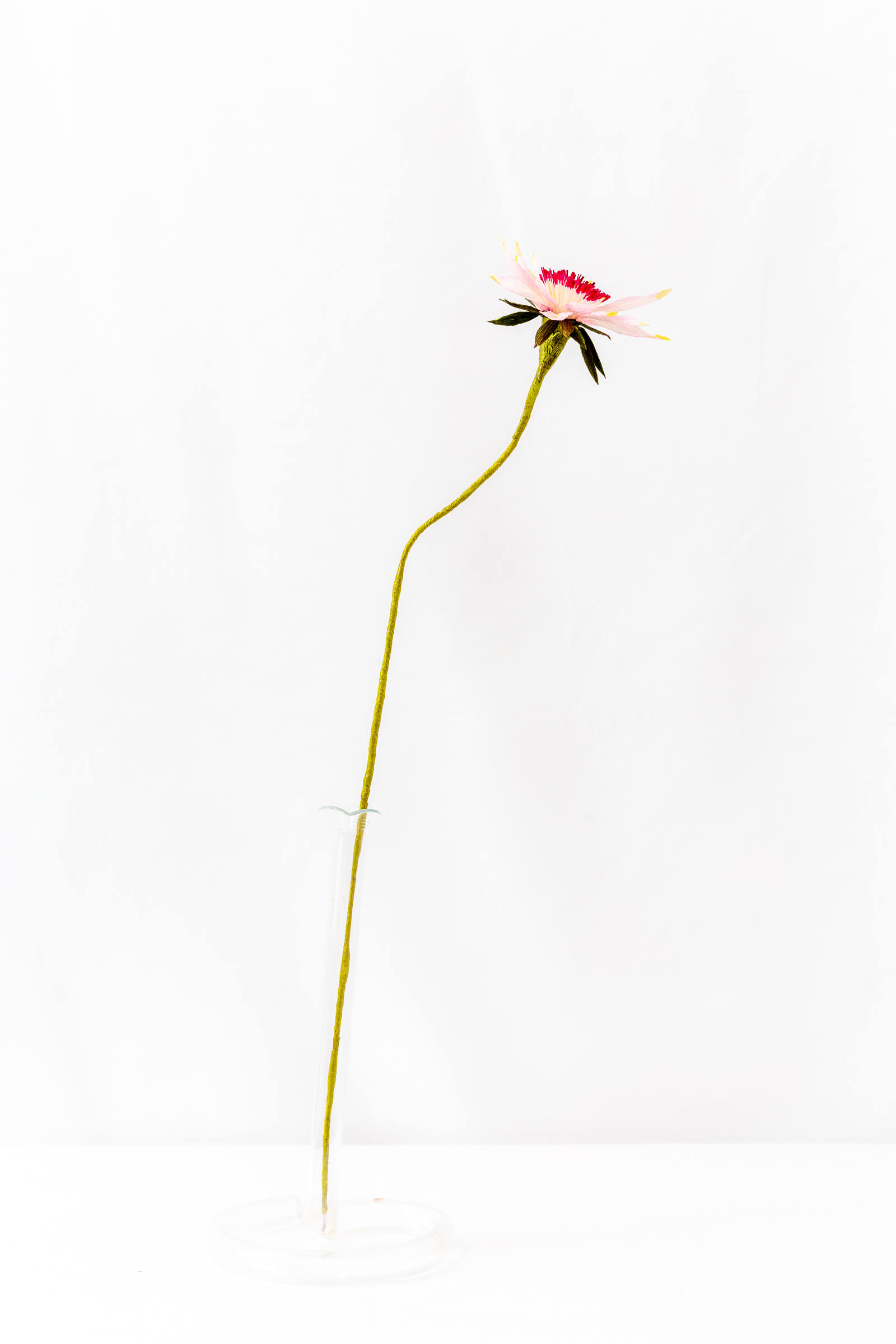 Astrantia (Single) - Image 5