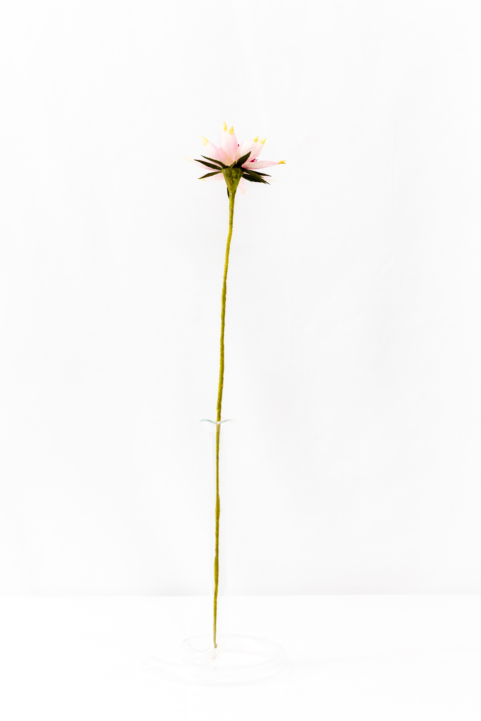 Astrantia (Single) - Image 3
