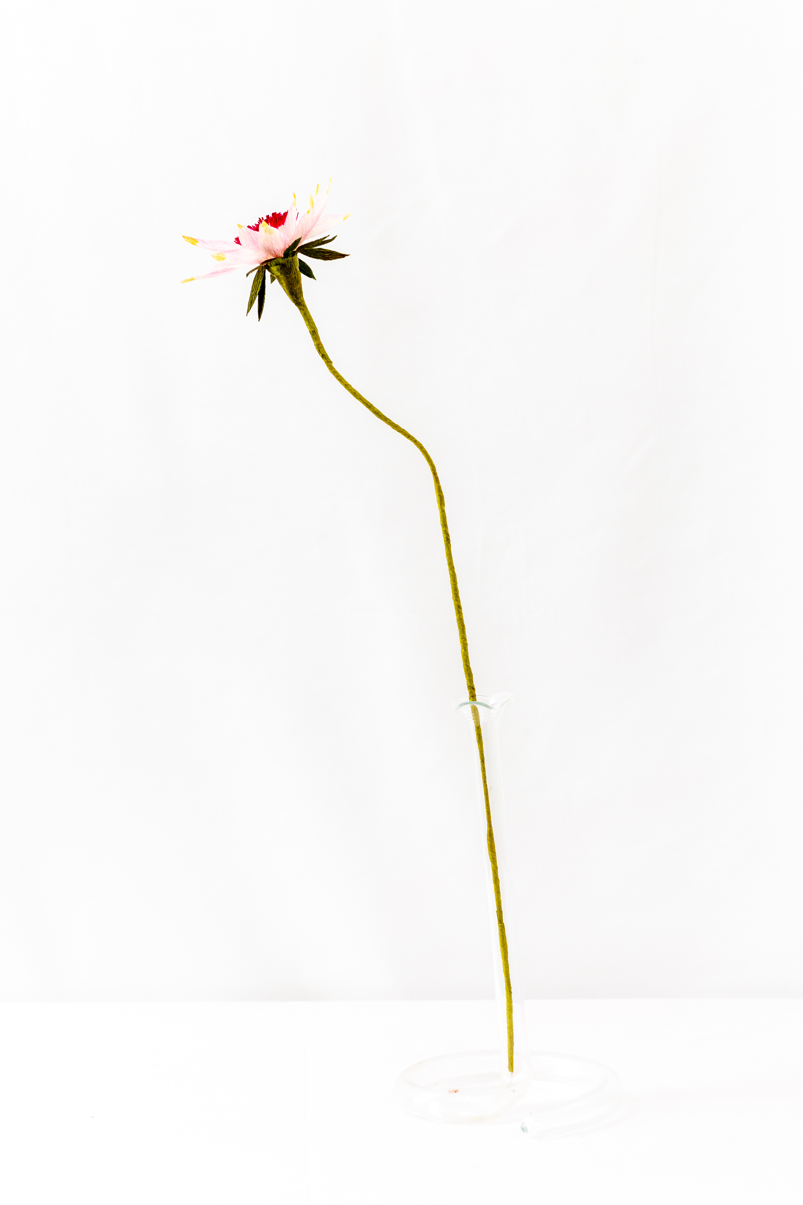 Astrantia (Single) - Image 4