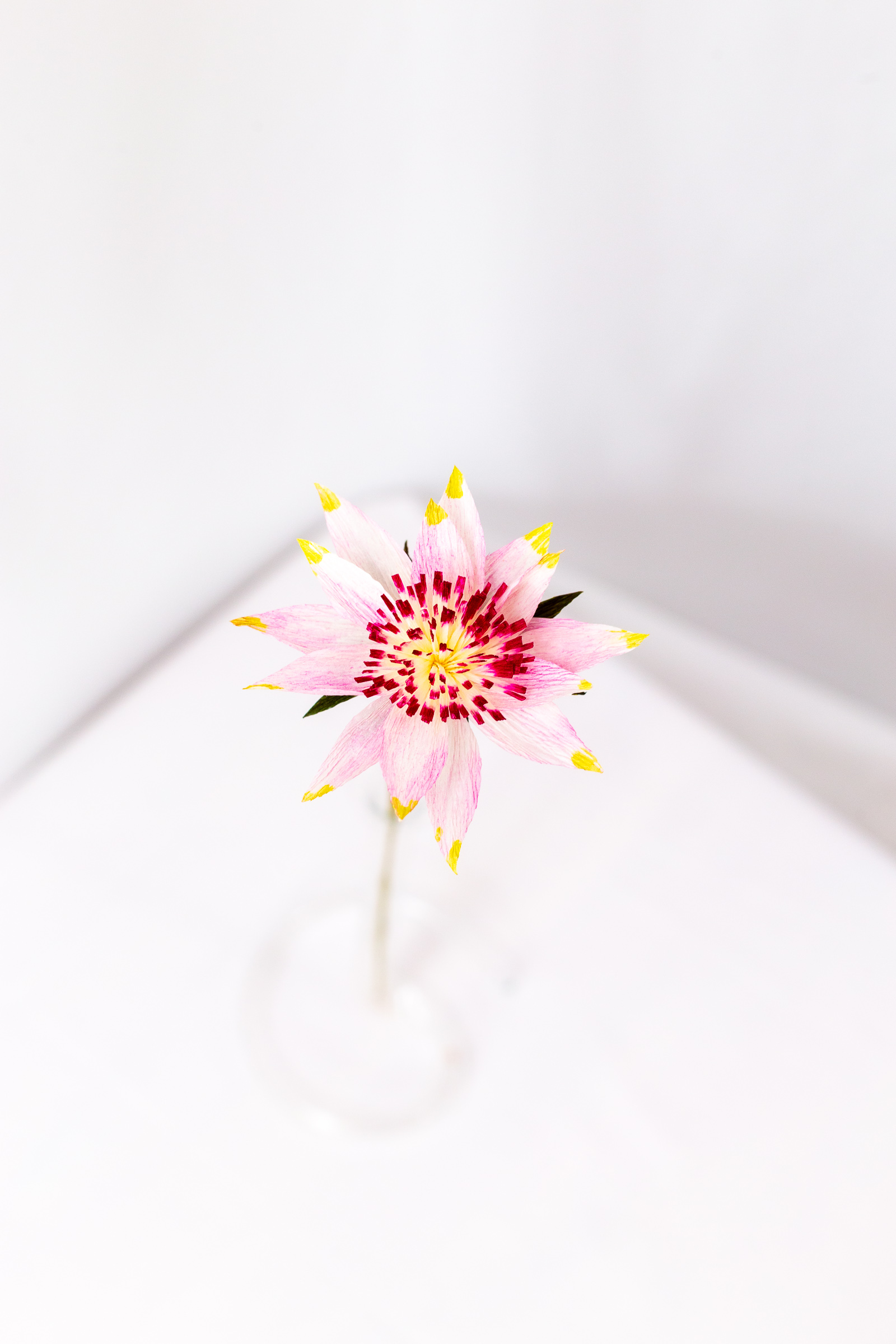 Astrantia (Single) - Image 2