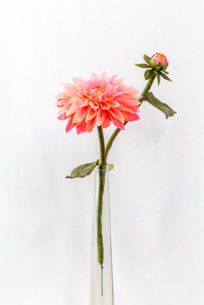 Coral Dinner Plate Dahlia with a second budded stem
