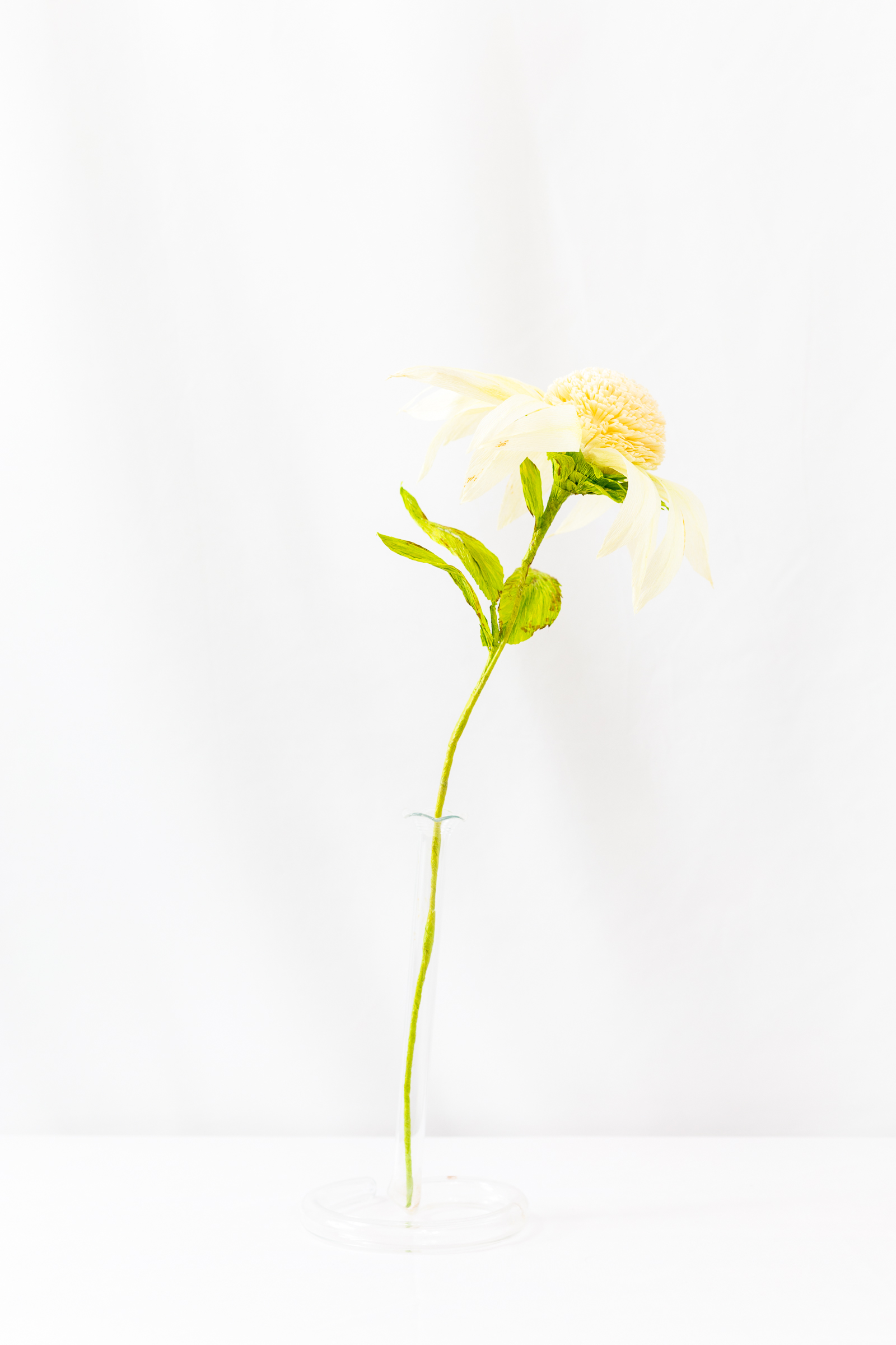 Echinacea - Image 4