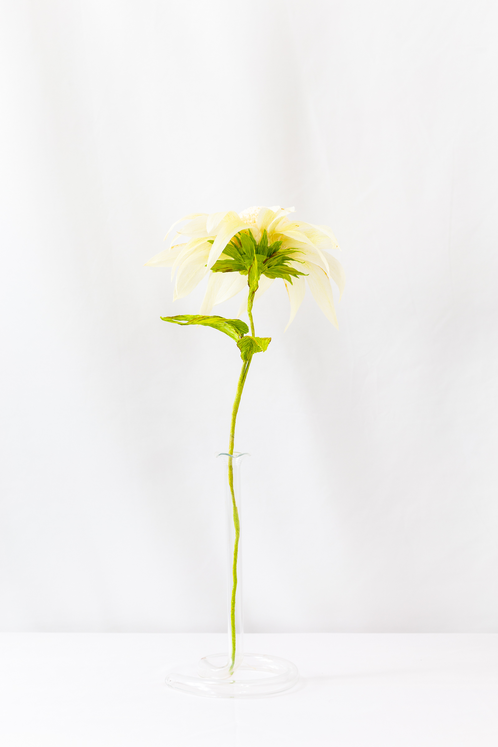 Echinacea - Image 3