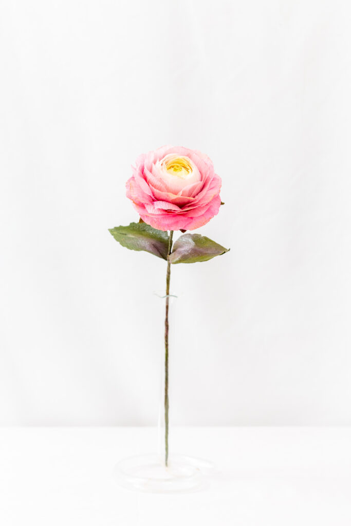 Pink and ivory paper ranunculus in a glass bud vase