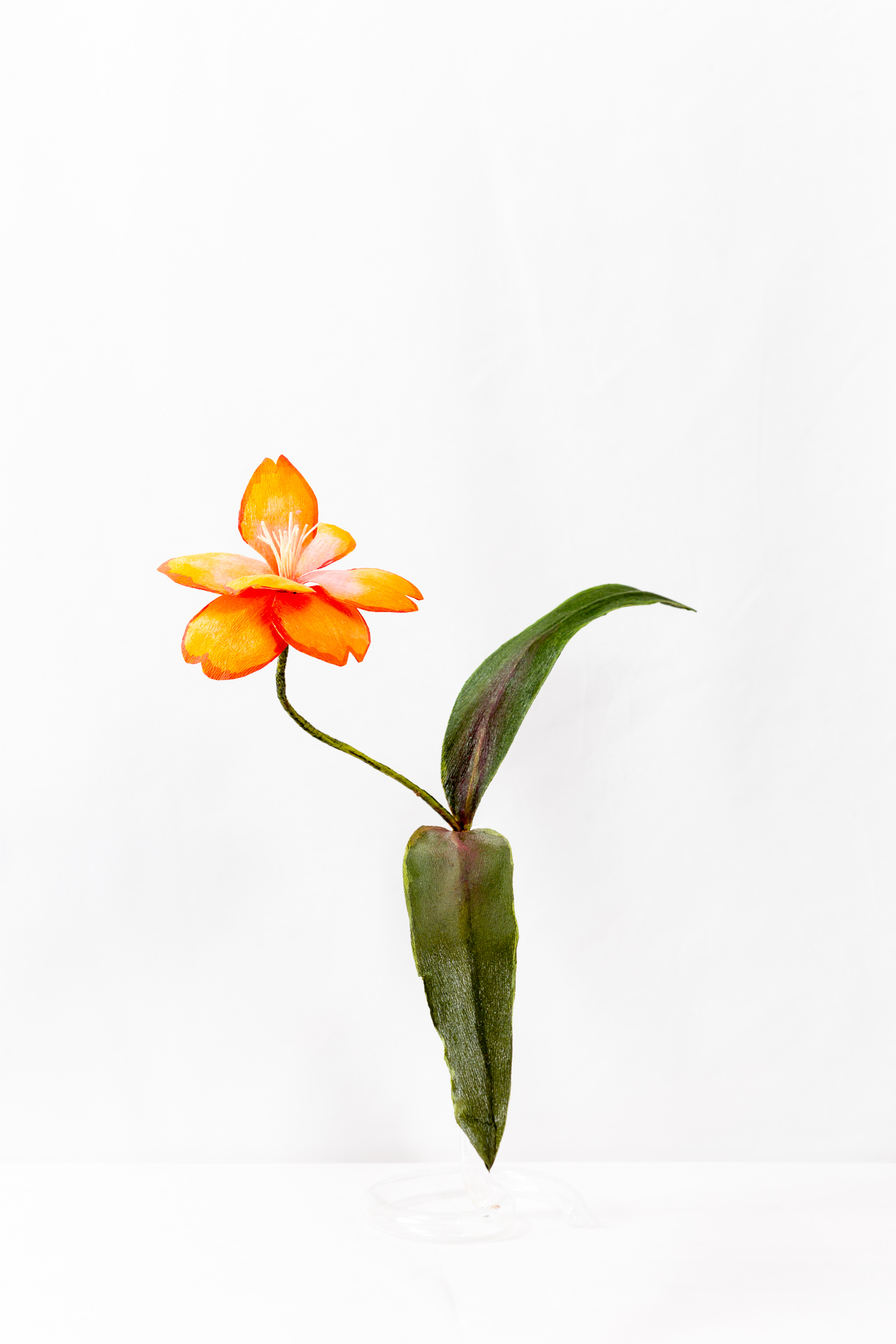 Lily (Wayfarer)