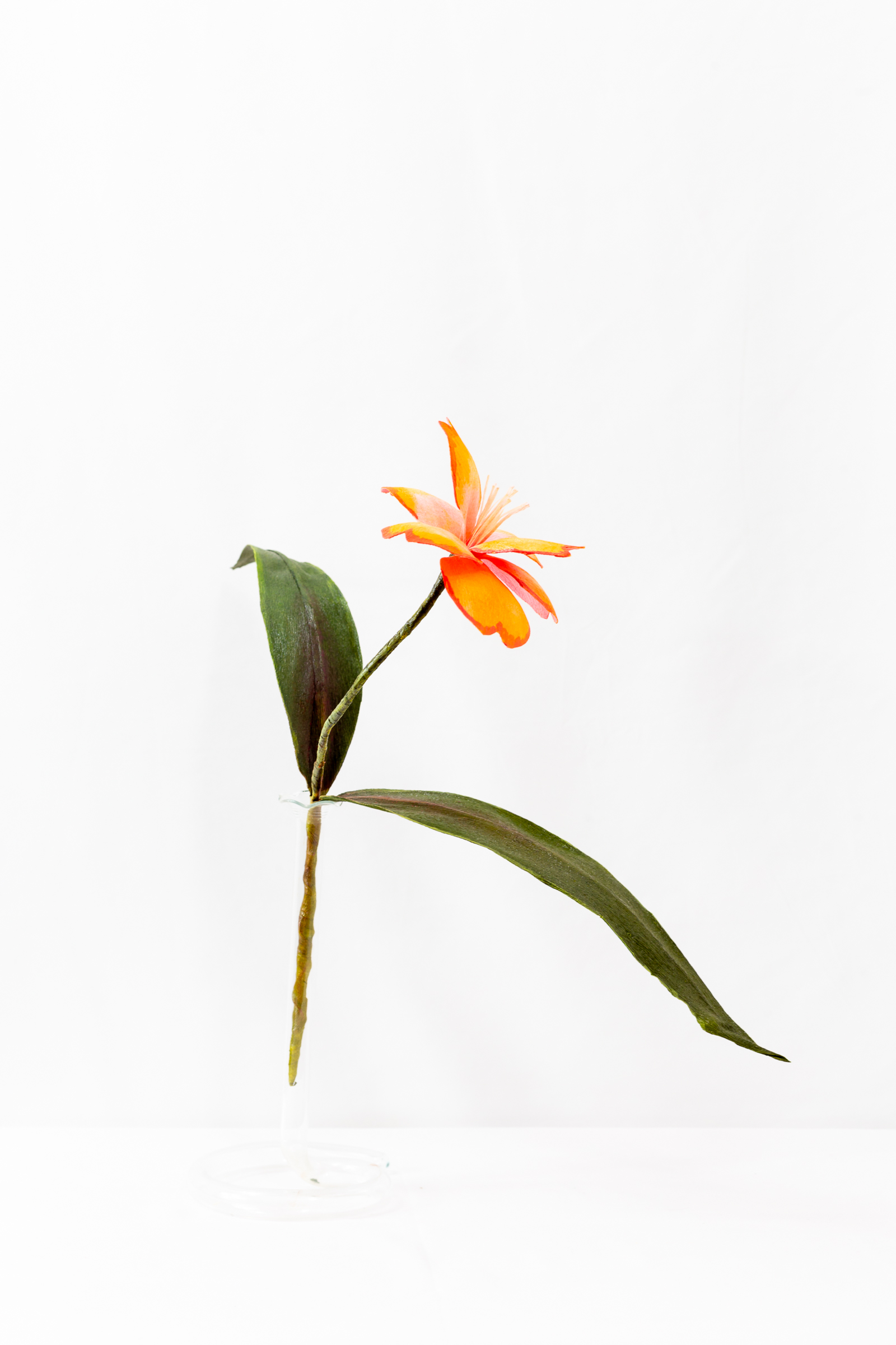 Lily (Wayfarer) - Image 2