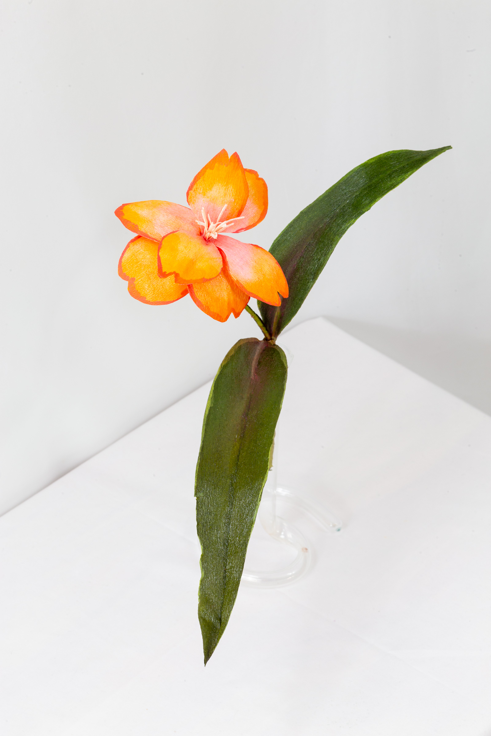 Lily (Wayfarer) - Image 5