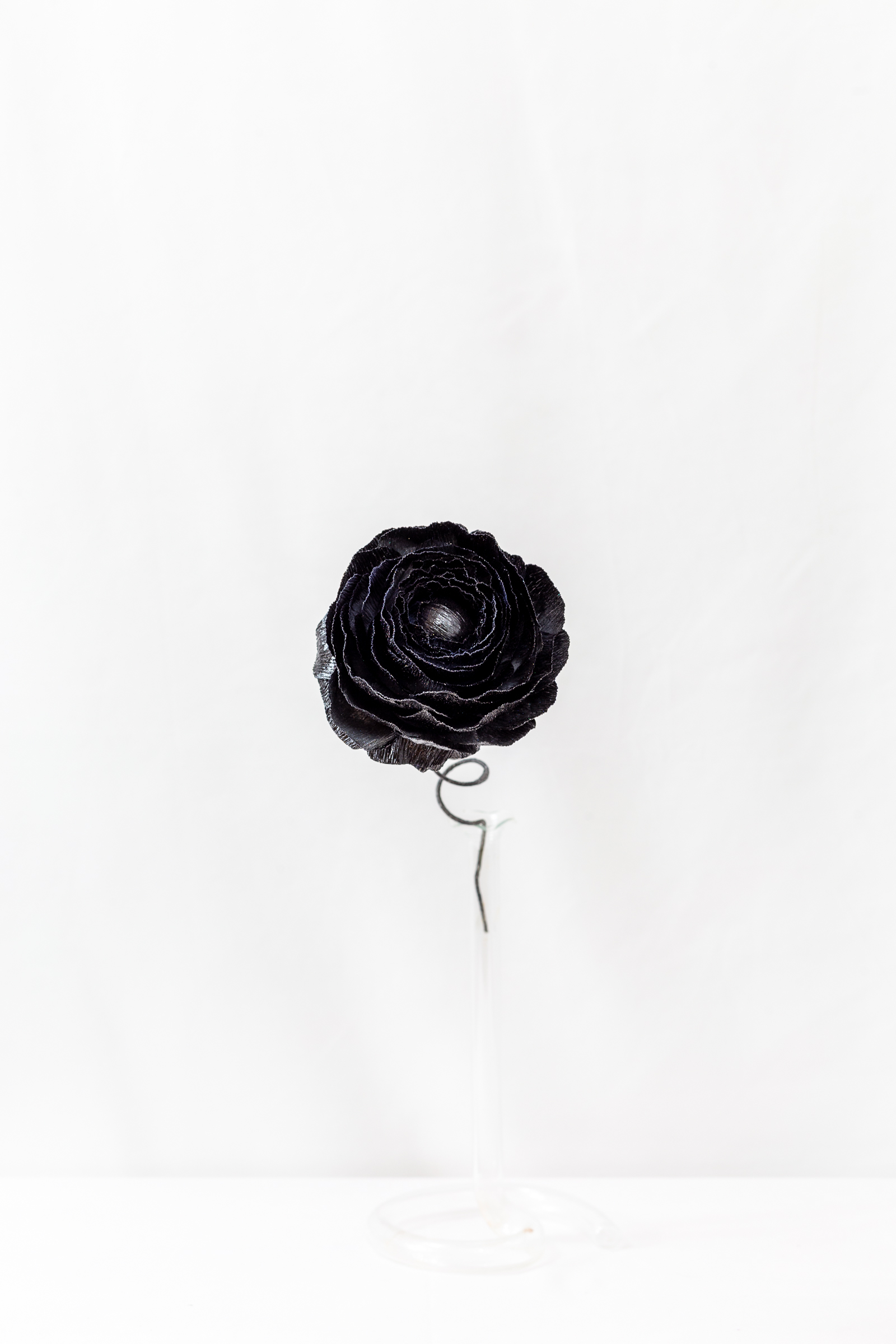 Ranunculus (Black Hole) - Image 5