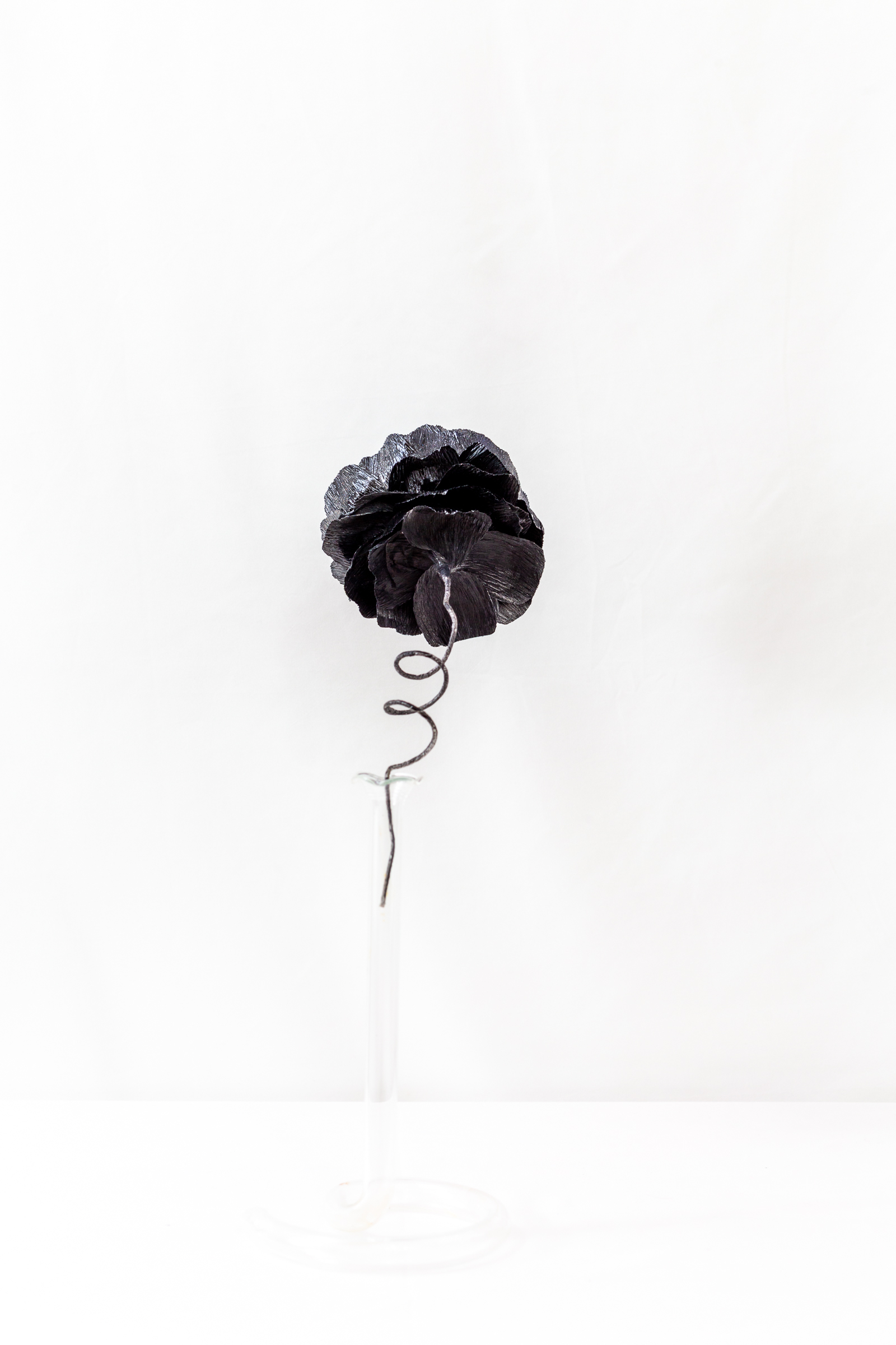 Ranunculus (Black Hole) - Image 2