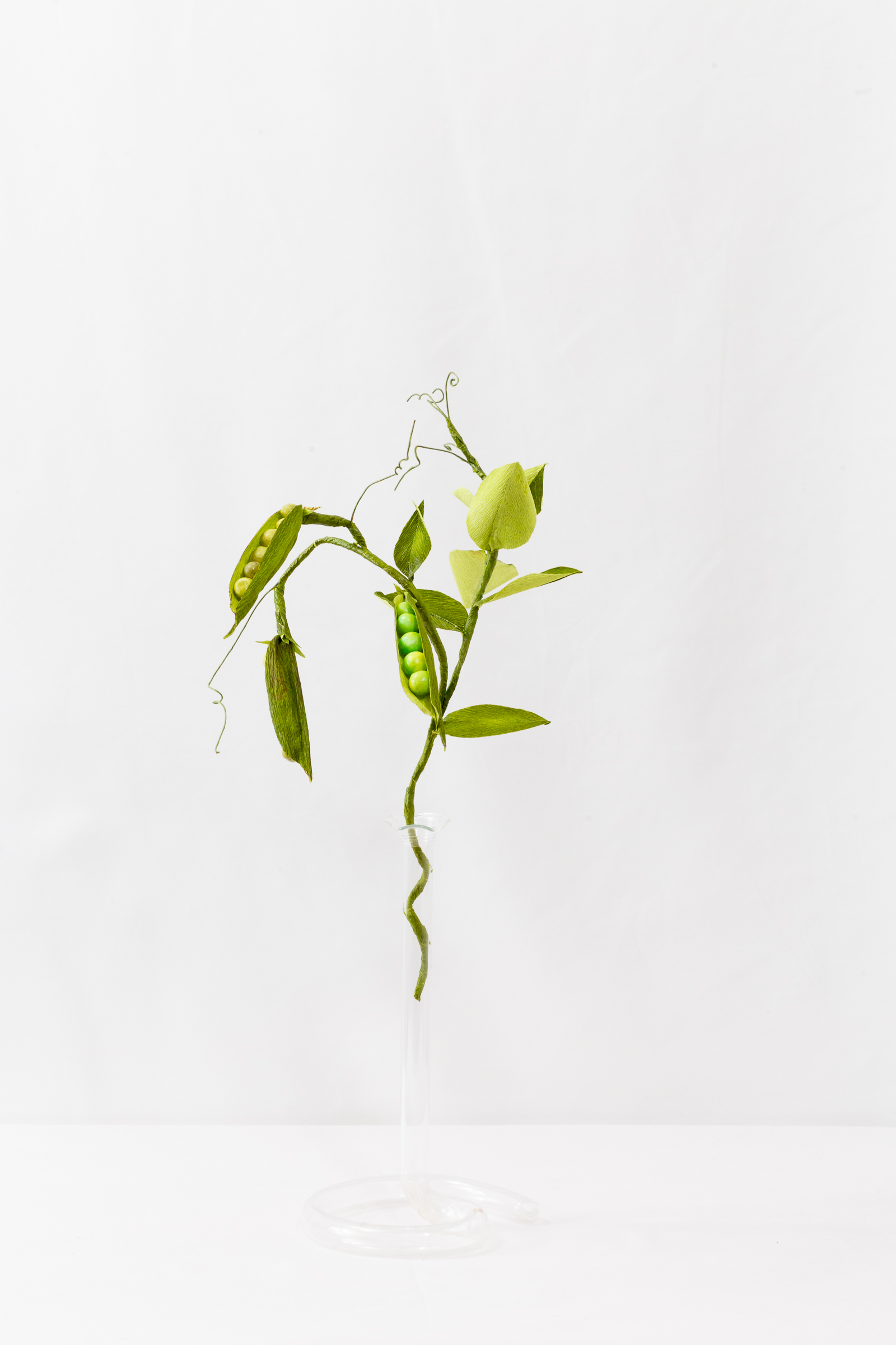 Pea Plant (Small)