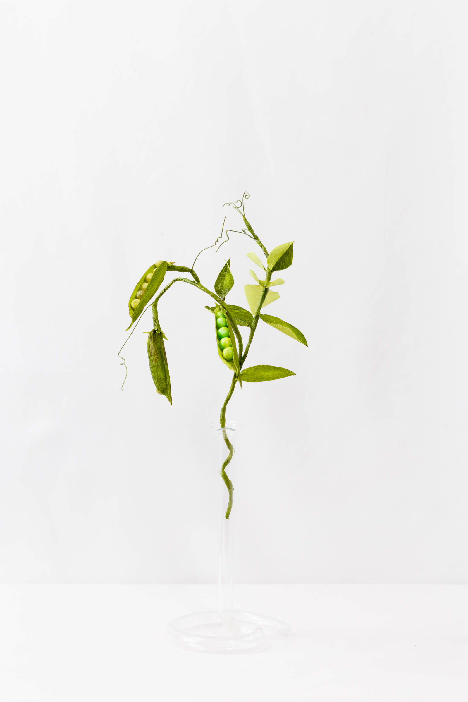 Pea Plant (Small) - Image 2