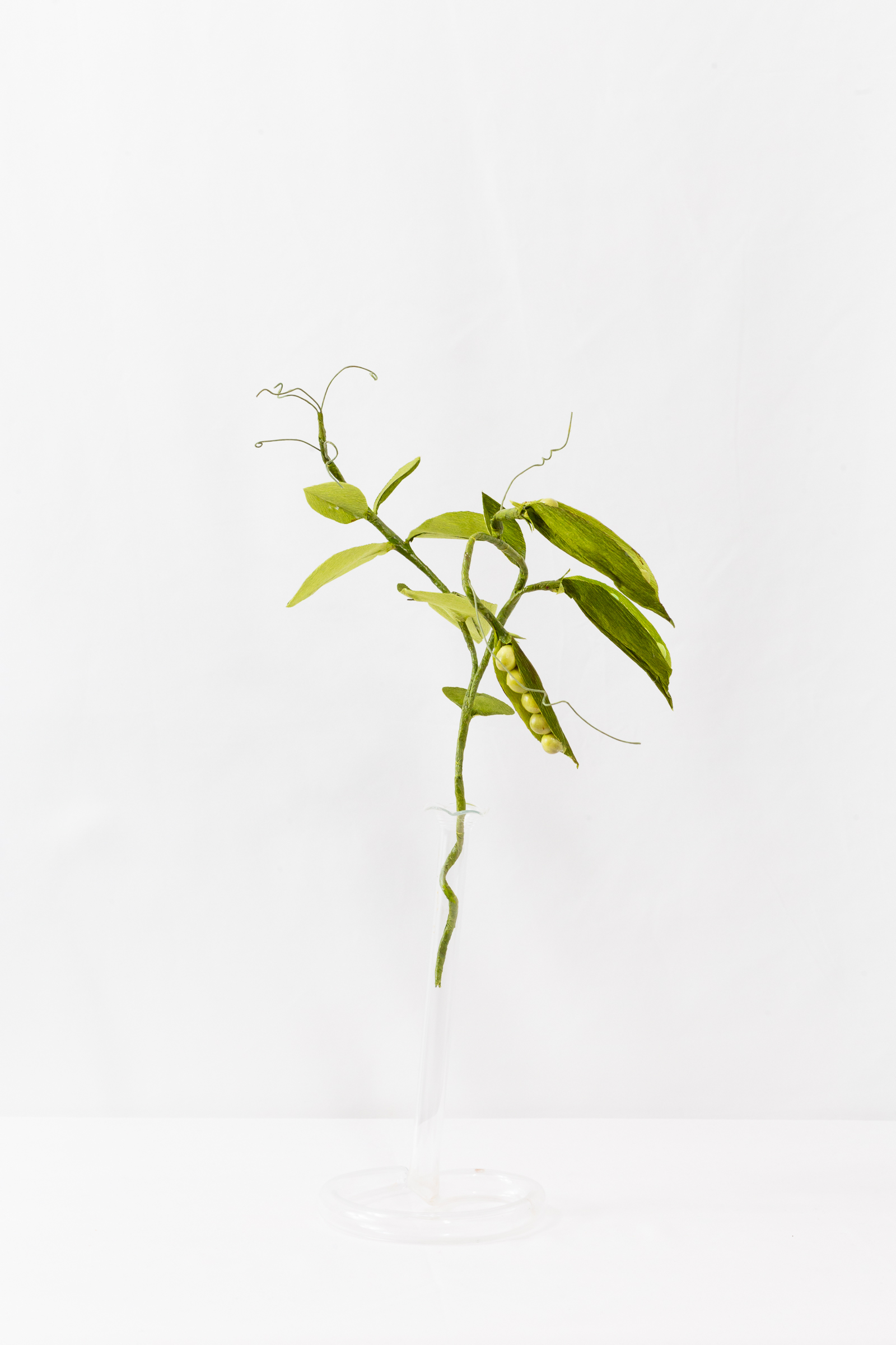Pea Plant (Small) - Image 3