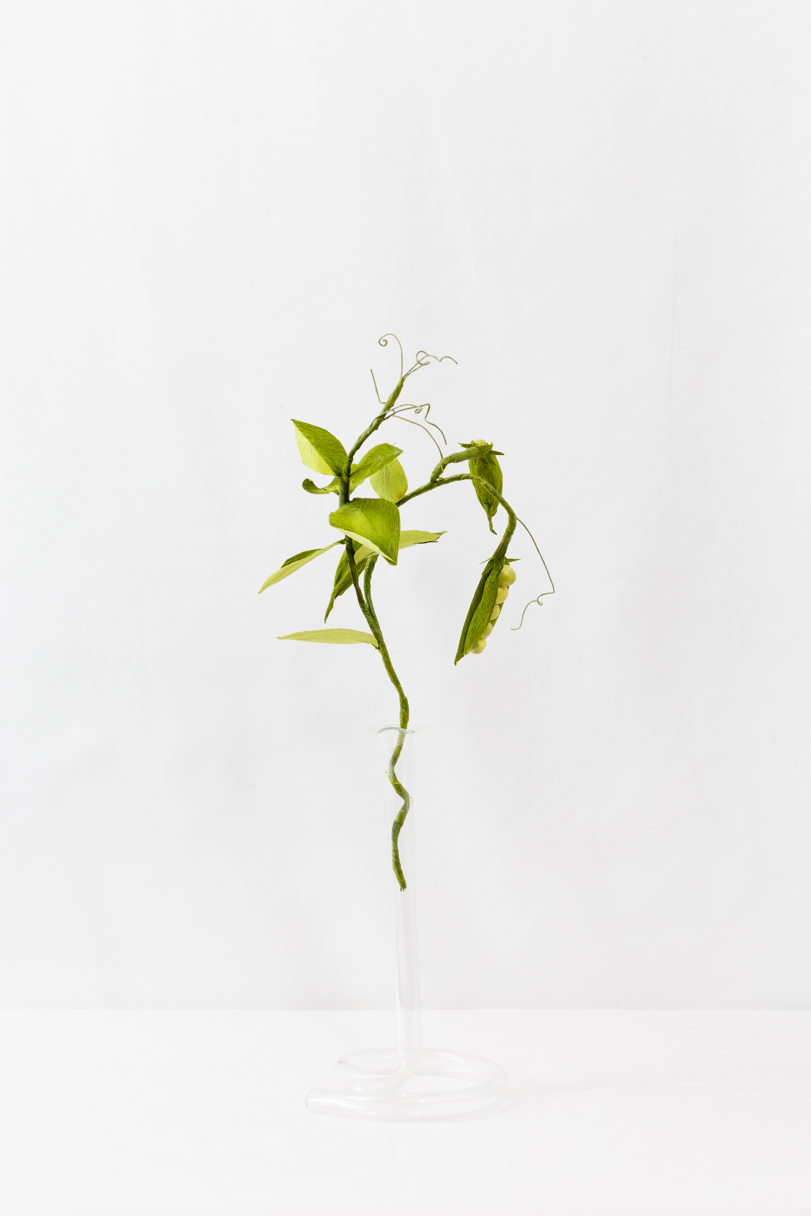 Pea Plant (Small) - Image 4