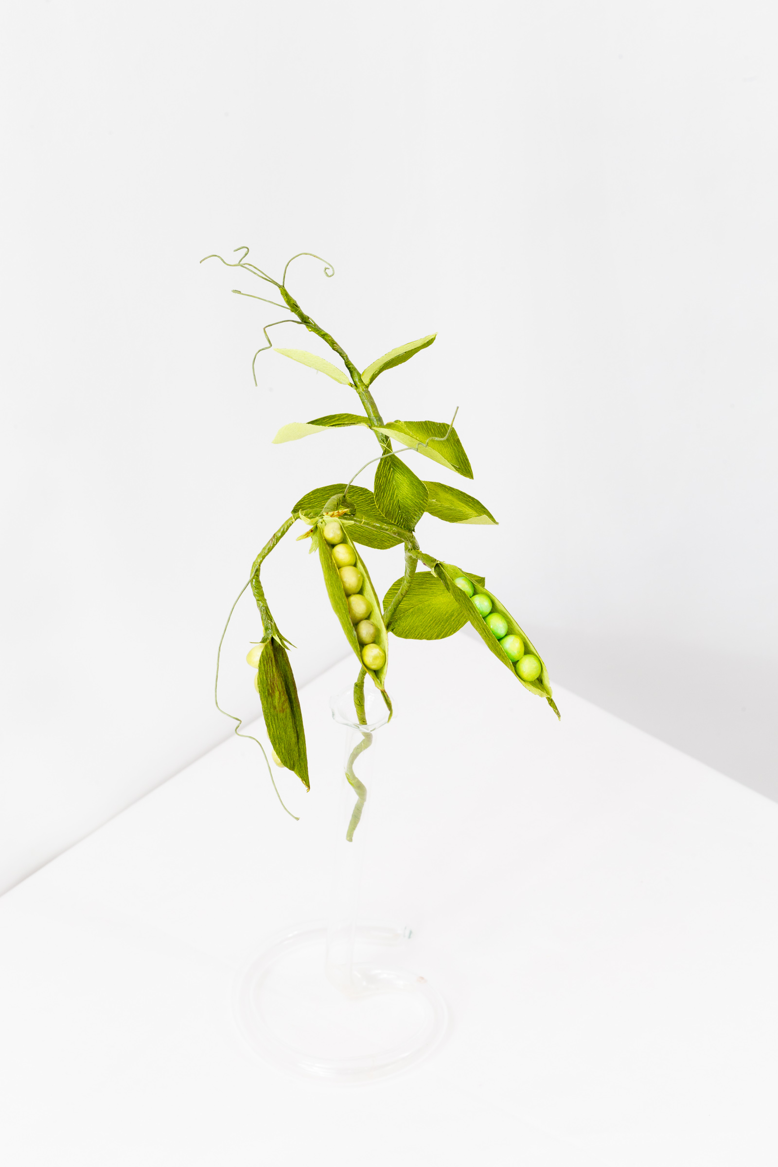 Pea Plant (Small) - Image 5