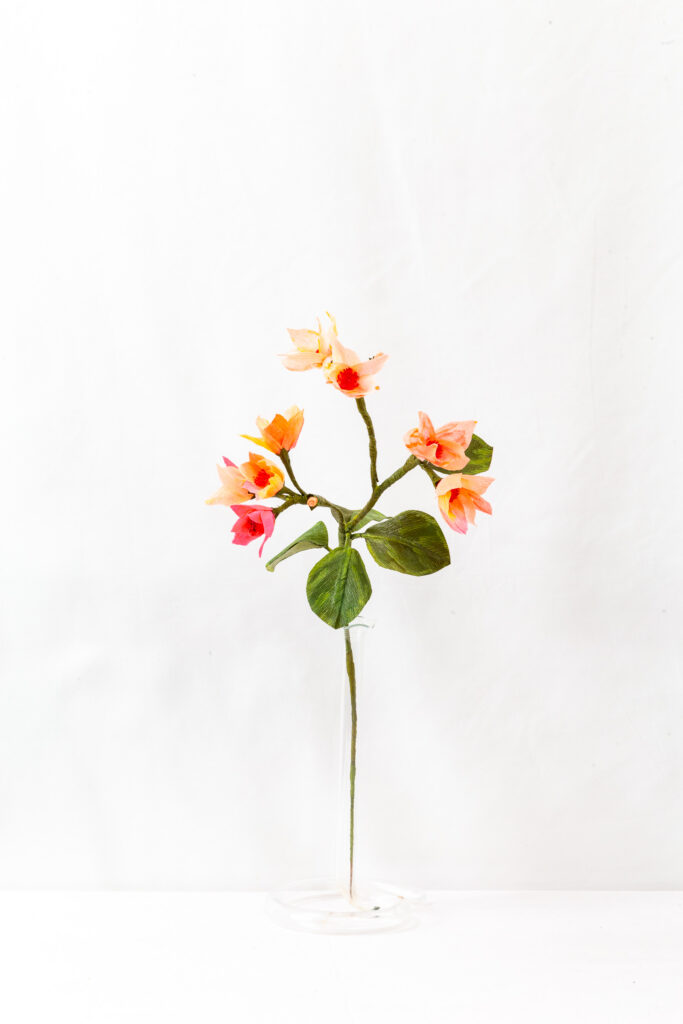 Blood Orange Blossom branch with gradient blooms from gold to red-pink