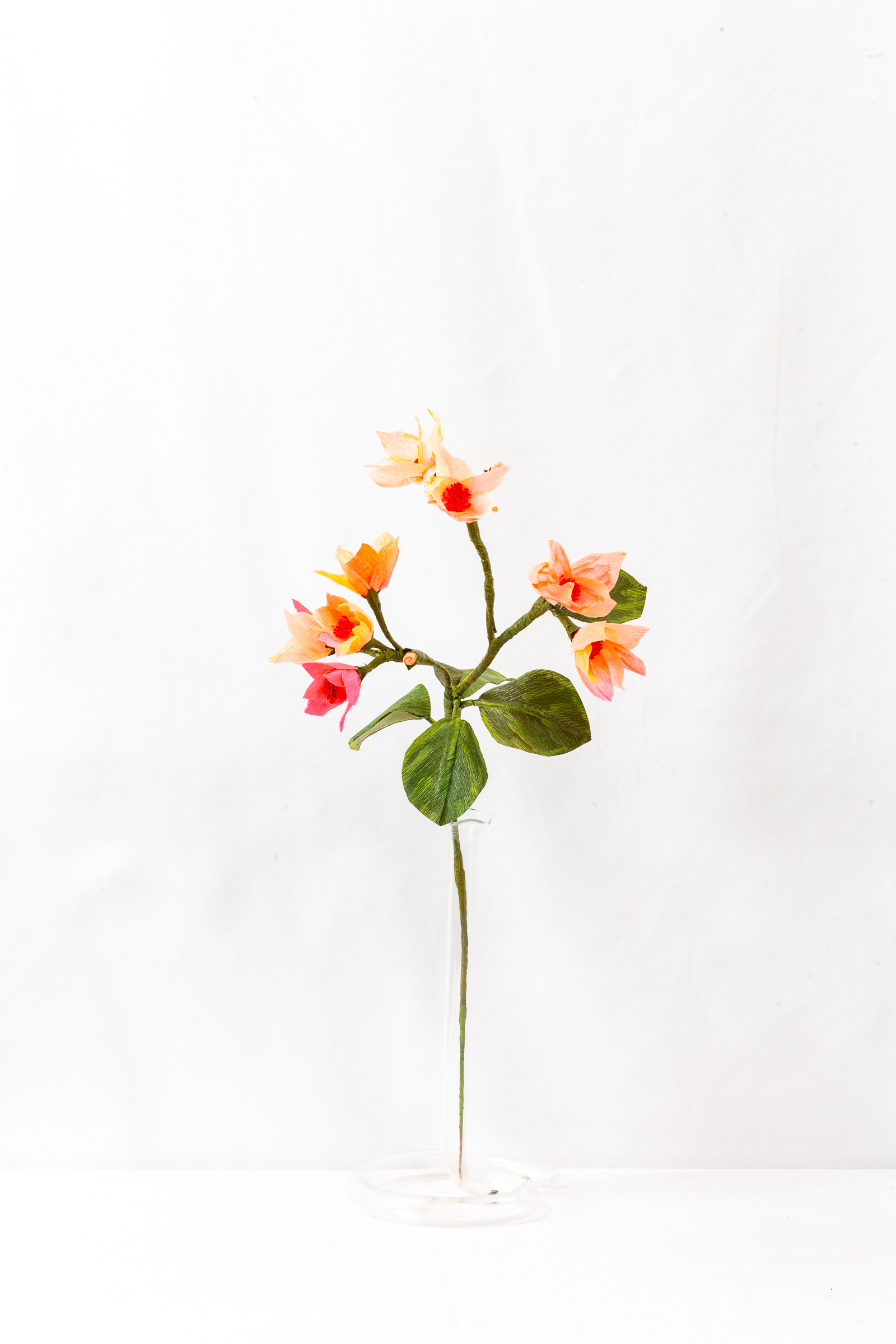 Blood Orange Blossom branch with gradient blooms from gold to red-pink
