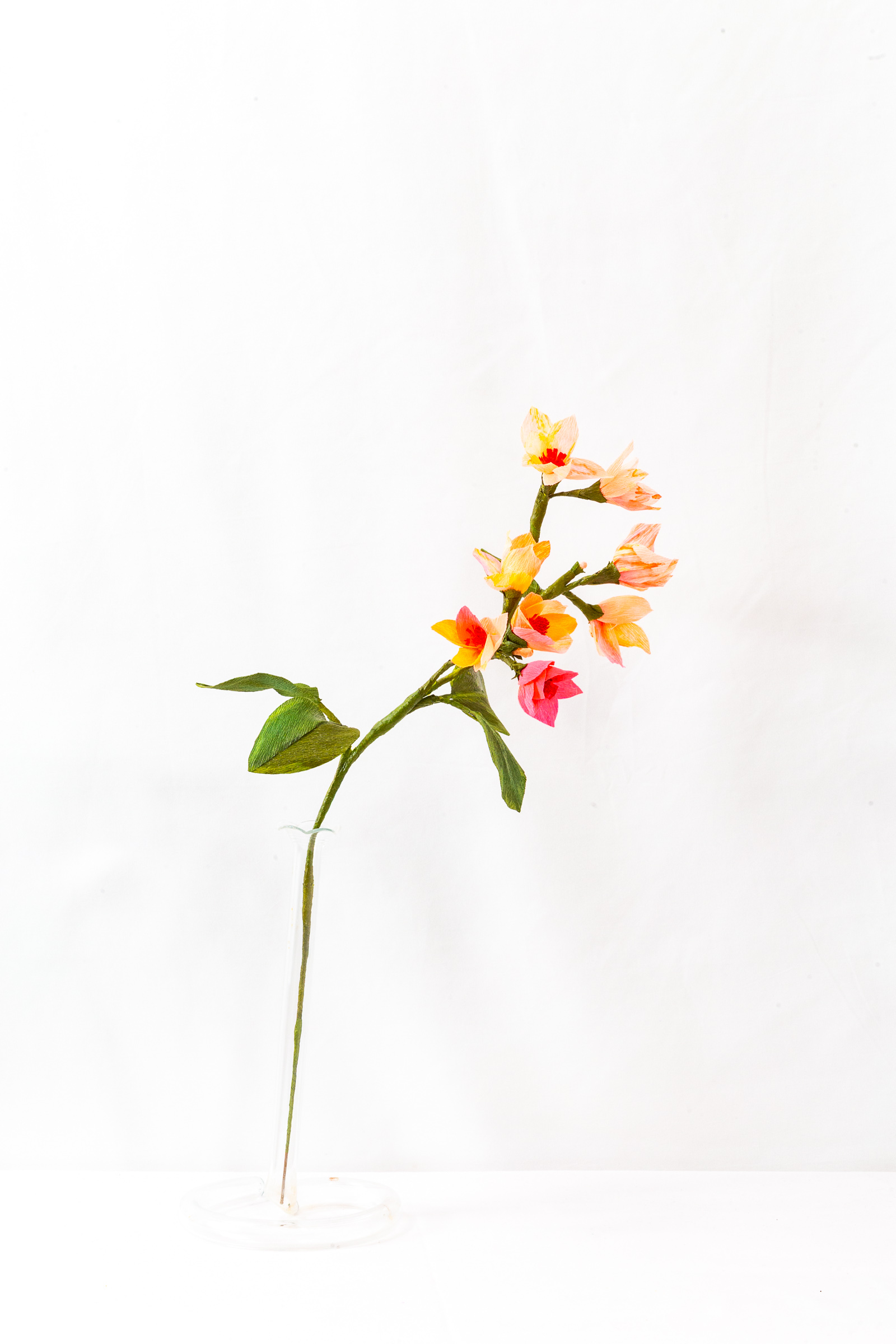 Blood Orange Blossom branch with gradient blooms from gold to red-pink