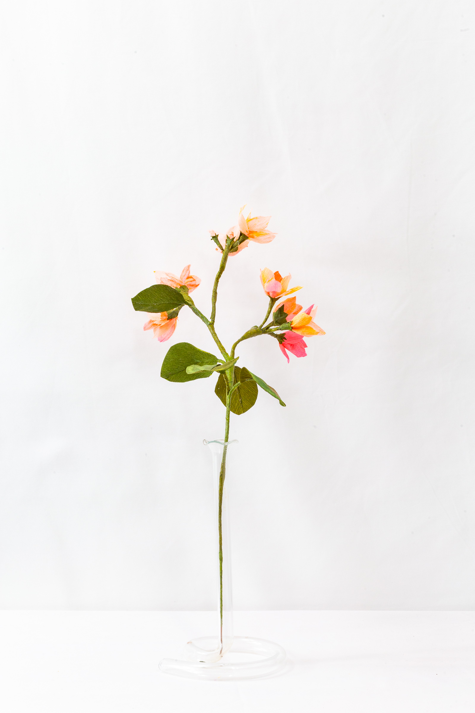 Blood Orange Blossom branch with gradient blooms from gold to red-pink