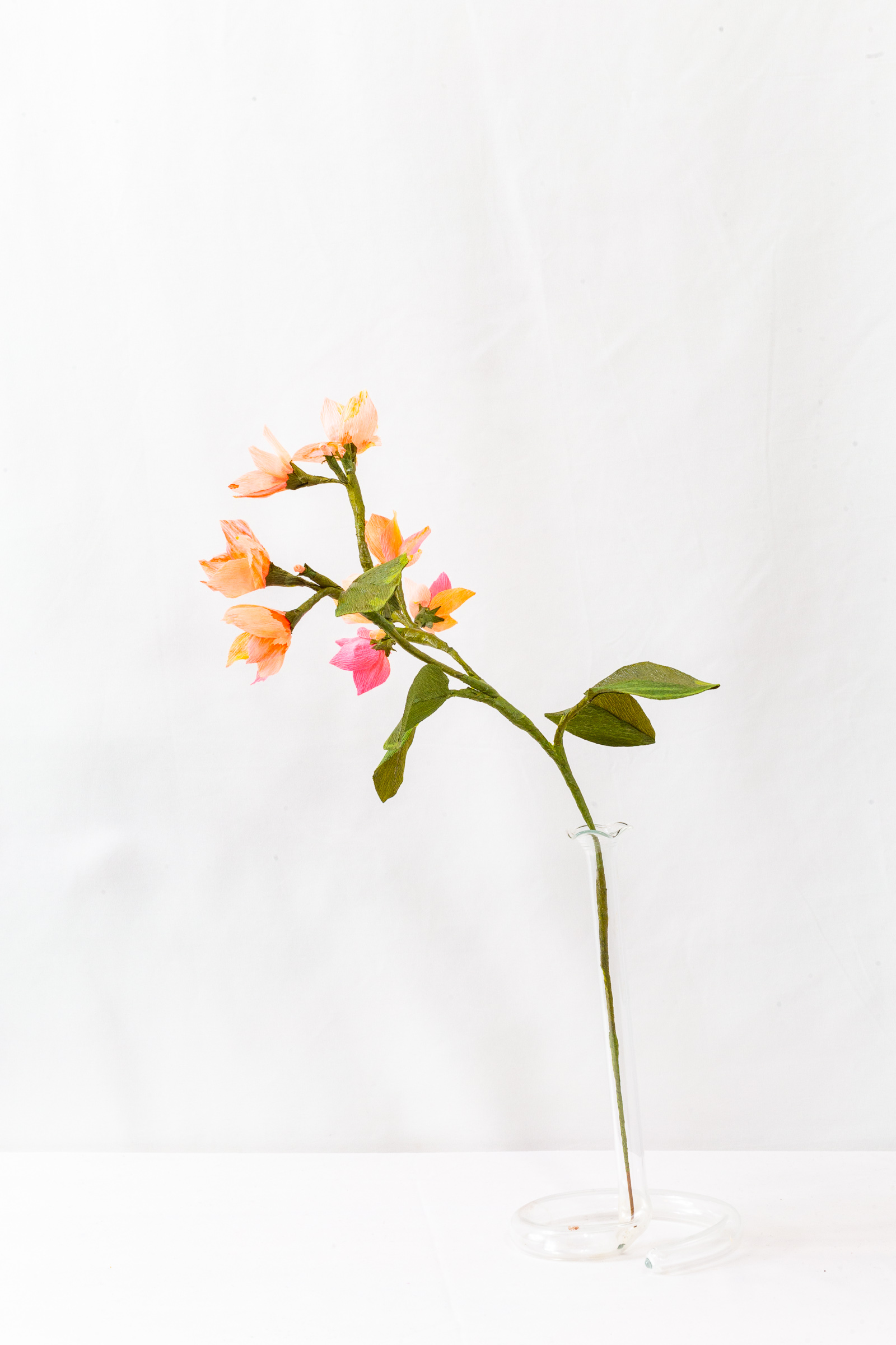 Blood Orange Blossom branch with gradient blooms from gold to red-pink