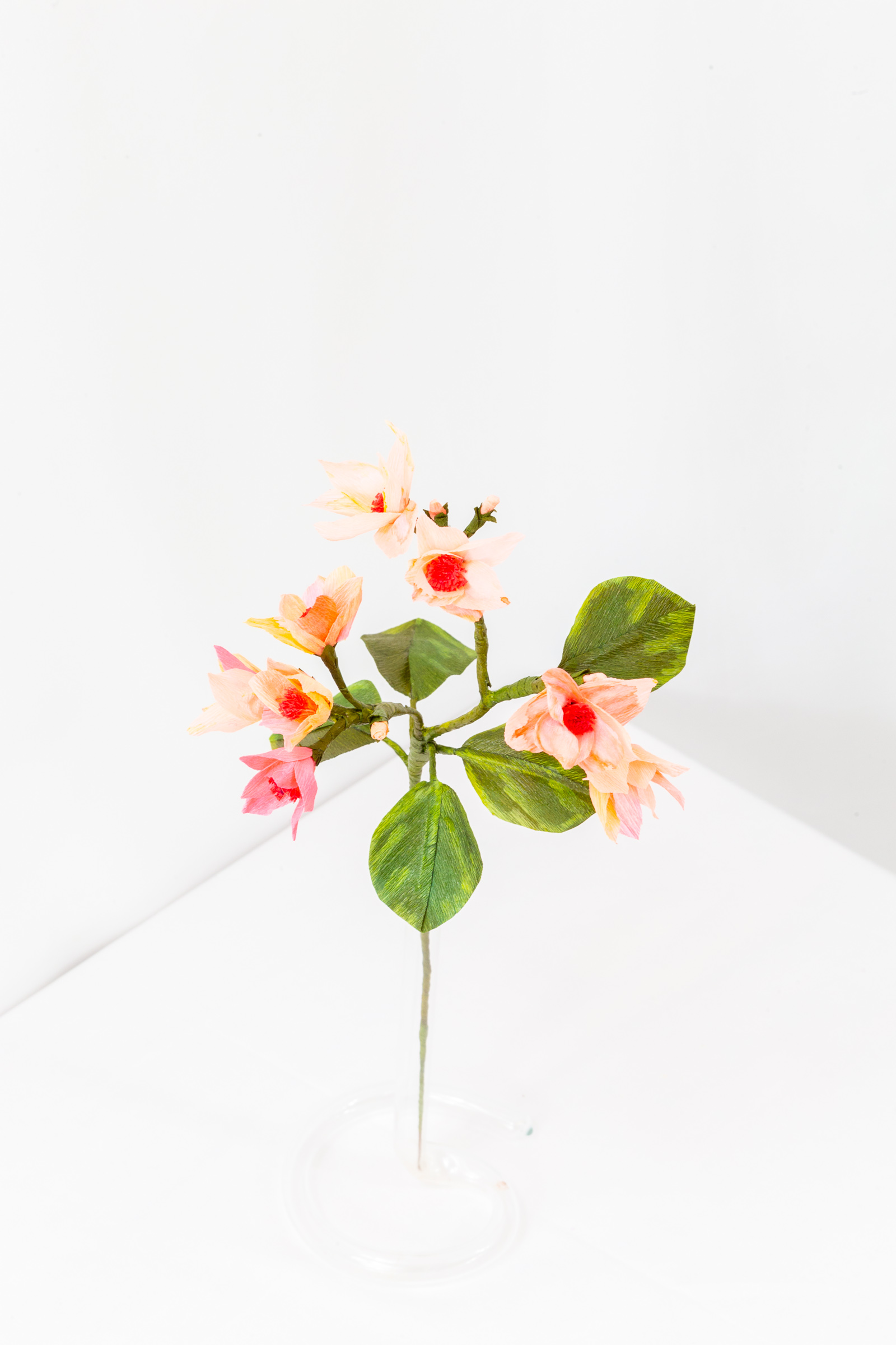 Blood Orange Blossom branch with gradient blooms from gold to red-pink