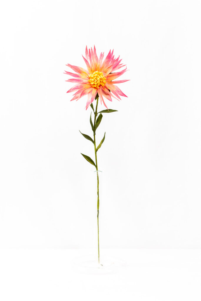 Sunburst dahlia with pointed petals graduating from yellow center to pink tips