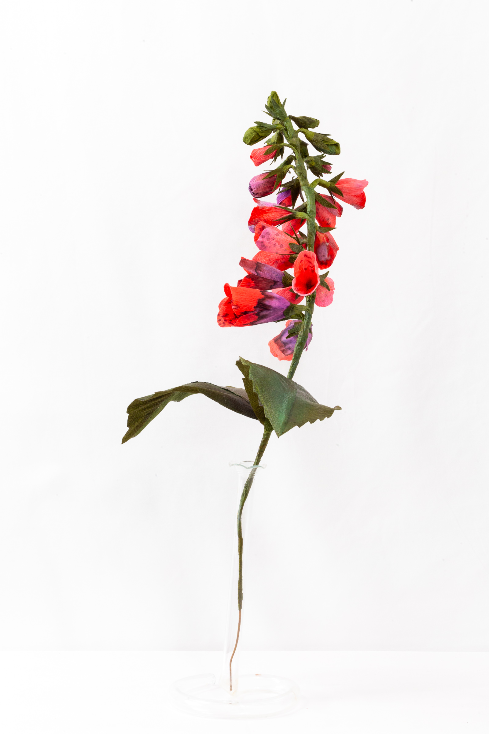 Olive branch with gray-green paper leaves in facing pairs, in a glass bud vase