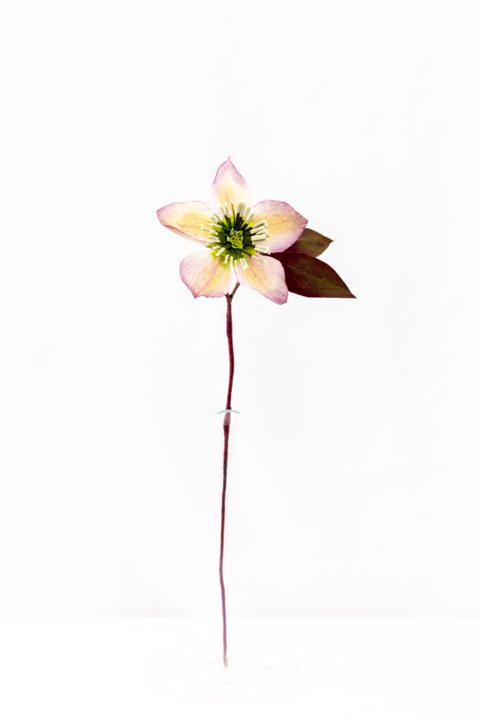 Pink and cream hellebore with a green center, nodding on a maroon stem