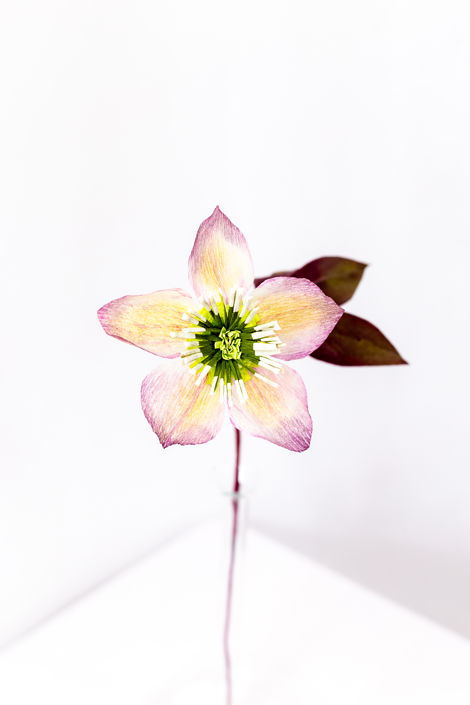 Pink and cream hellebore with a green center, nodding on a maroon stem