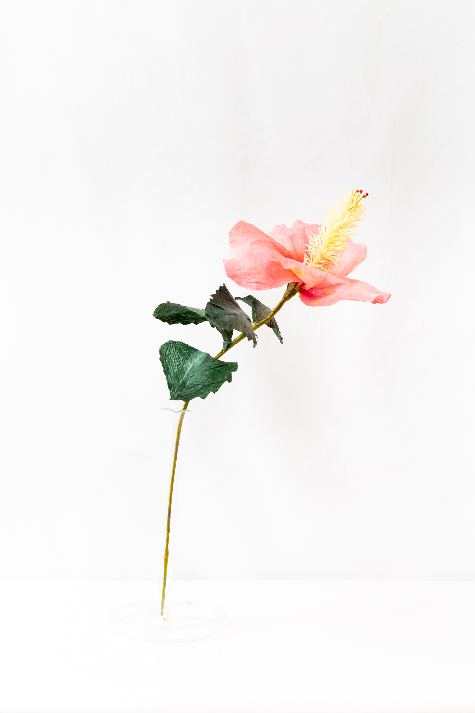 Coral hibiscus with hand-dyed petals and a long fringed yellow staminal column