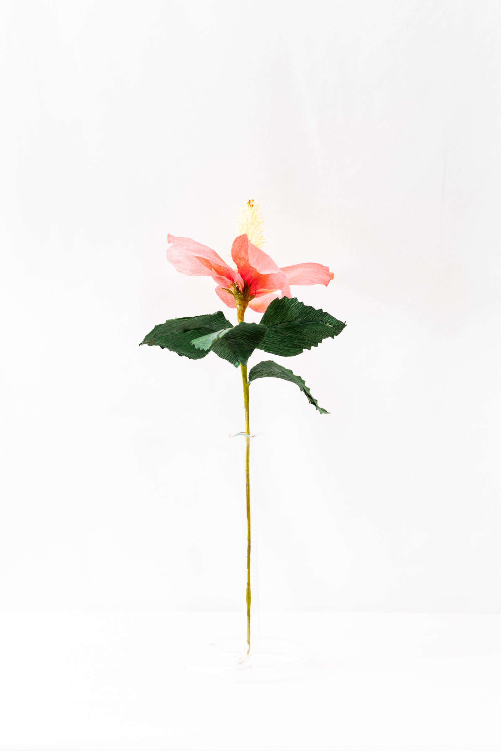 Coral hibiscus with hand-dyed petals and a long fringed yellow staminal column