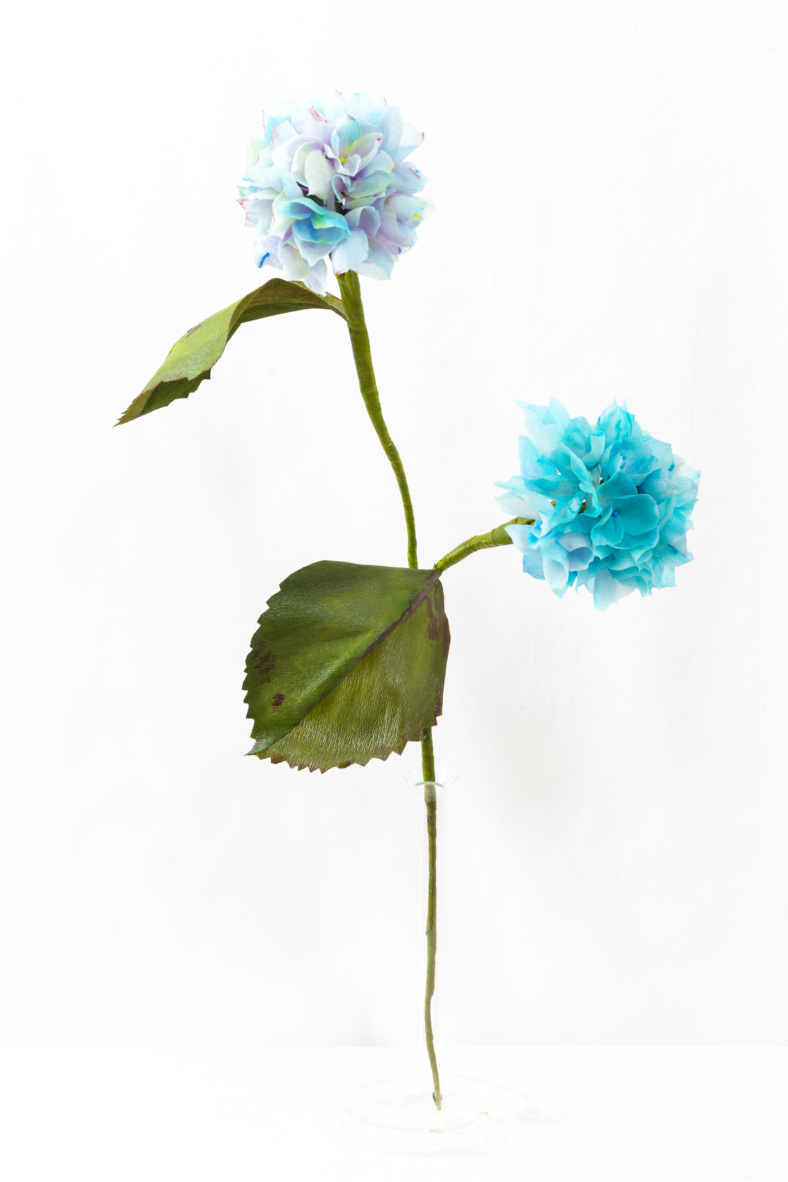 Hydrangea stem with two hand-dyed blue bloom heads and broad green leaves