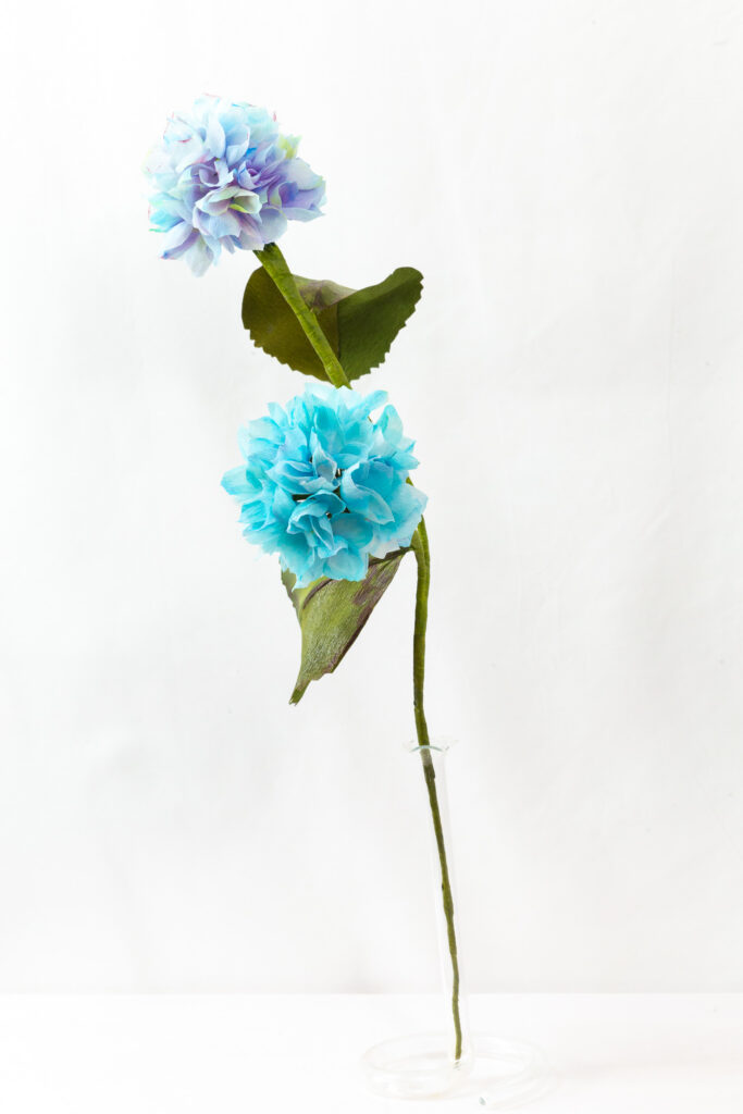 Hydrangea stem with two hand-dyed blue bloom heads and broad green leaves