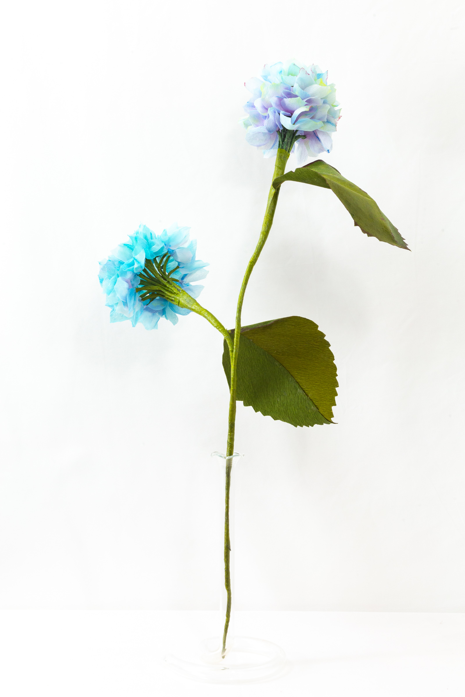 Hydrangea stem with two hand-dyed blue bloom heads and broad green leaves