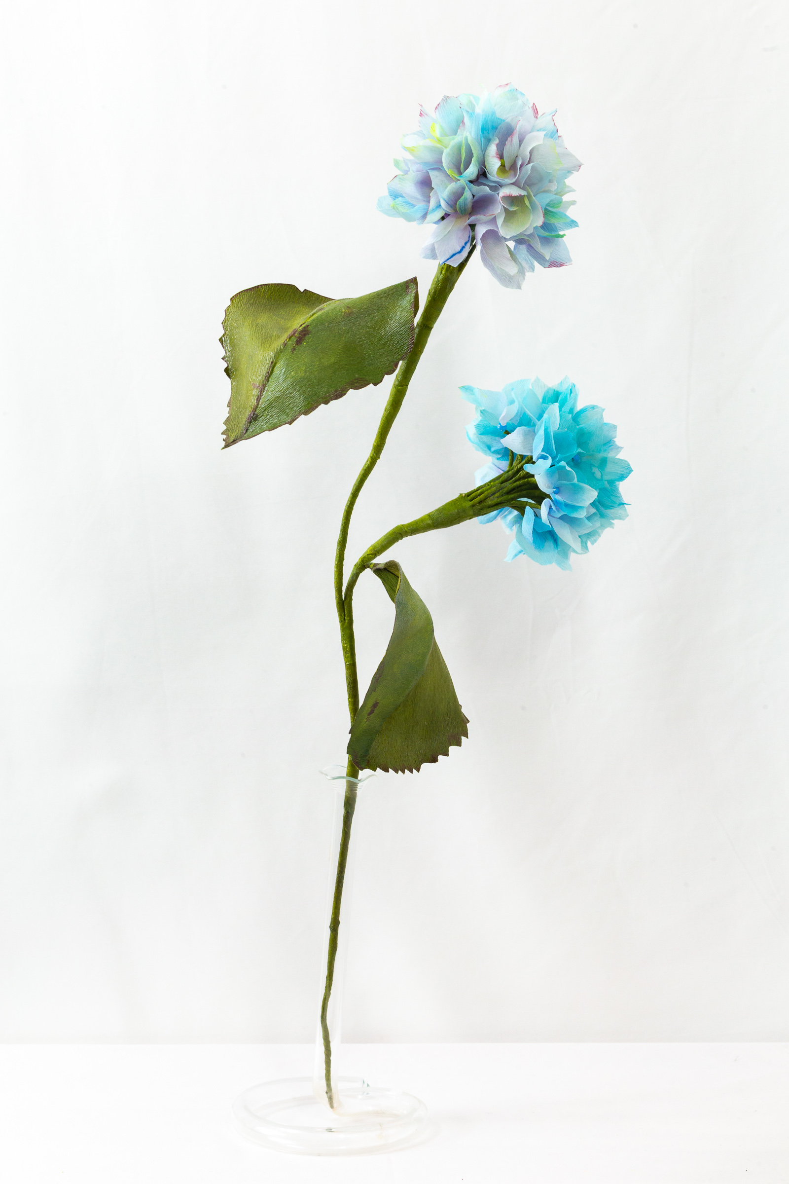 Hydrangea stem with two hand-dyed blue bloom heads and broad green leaves